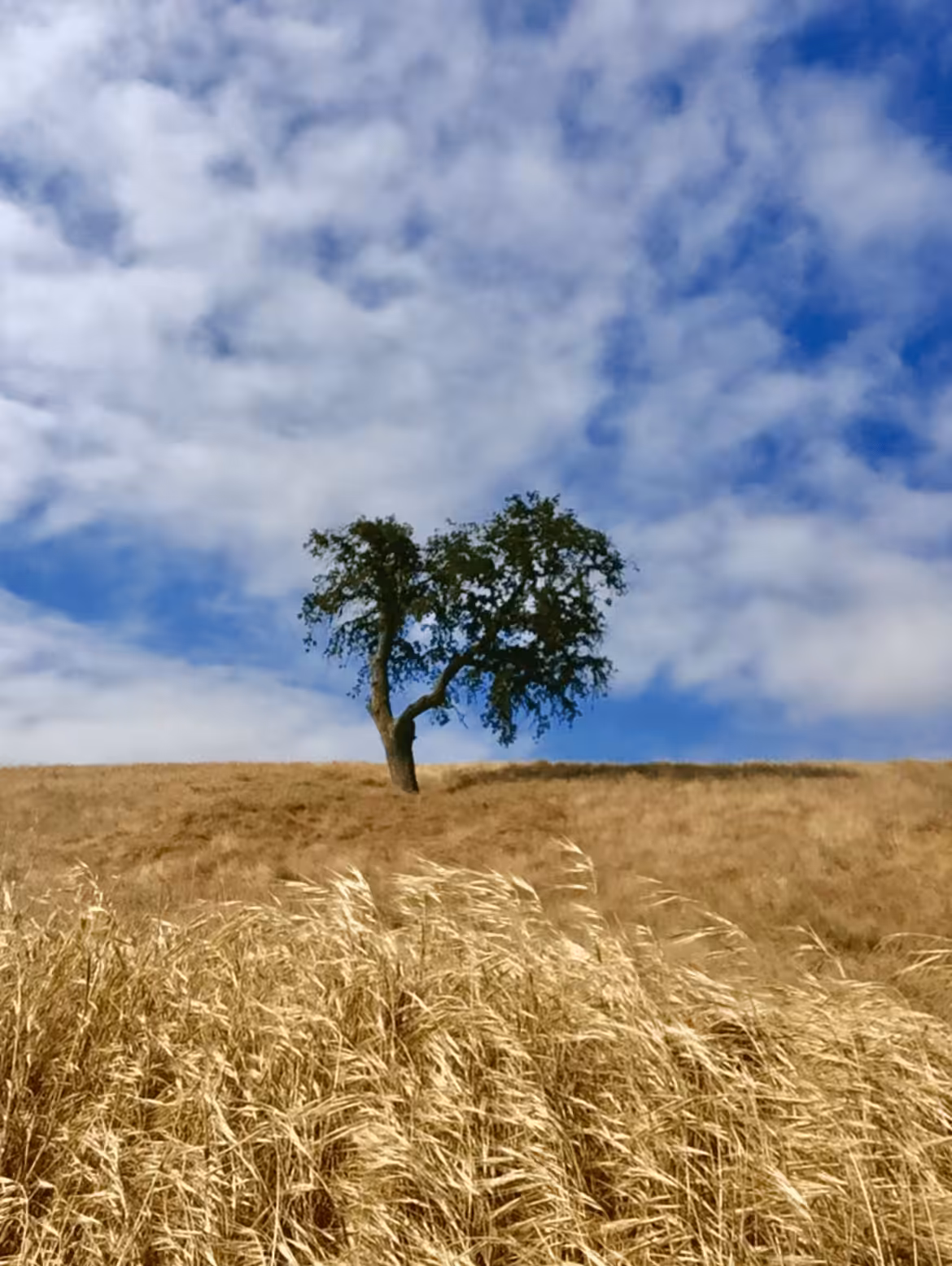 The Single Tree 