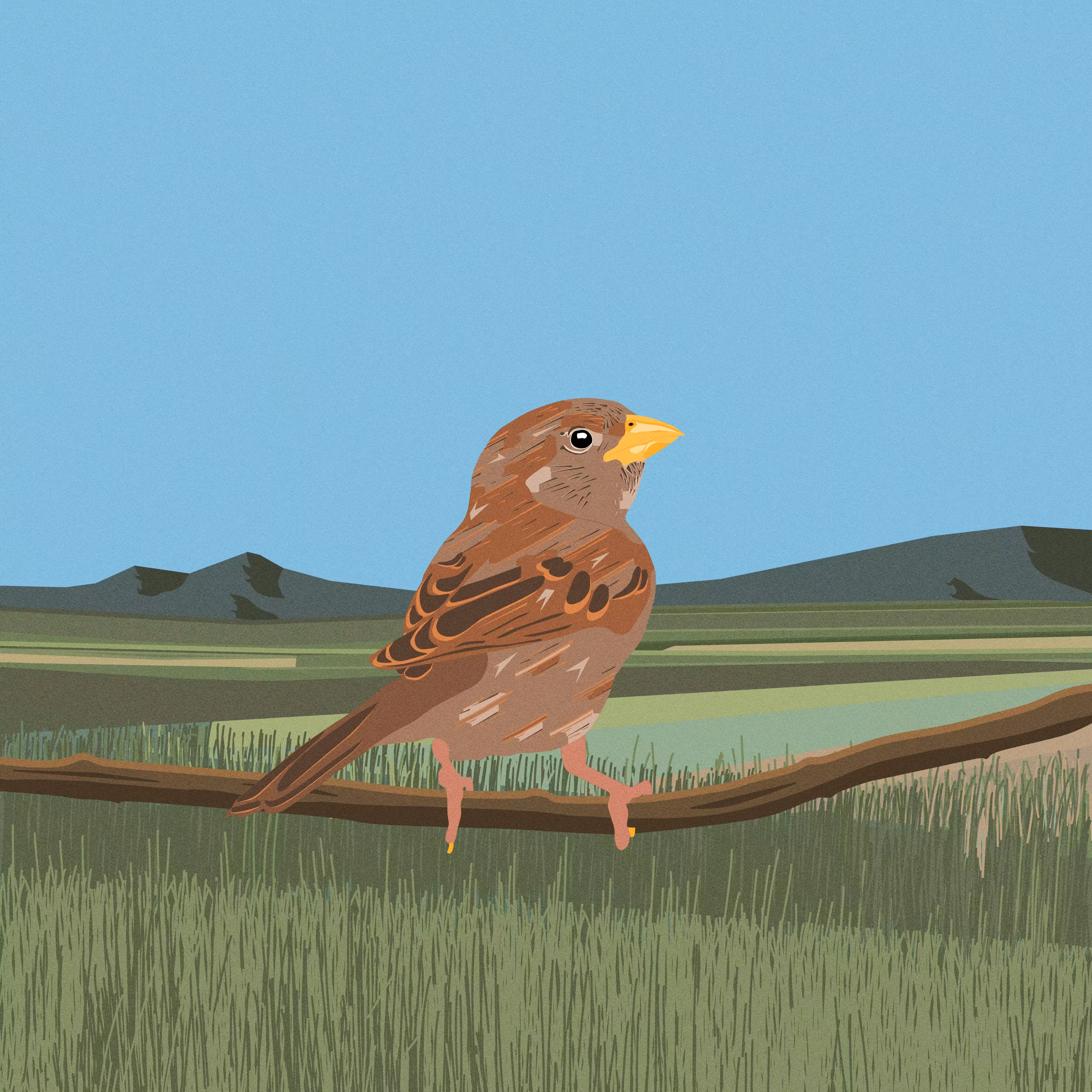 the sparrow