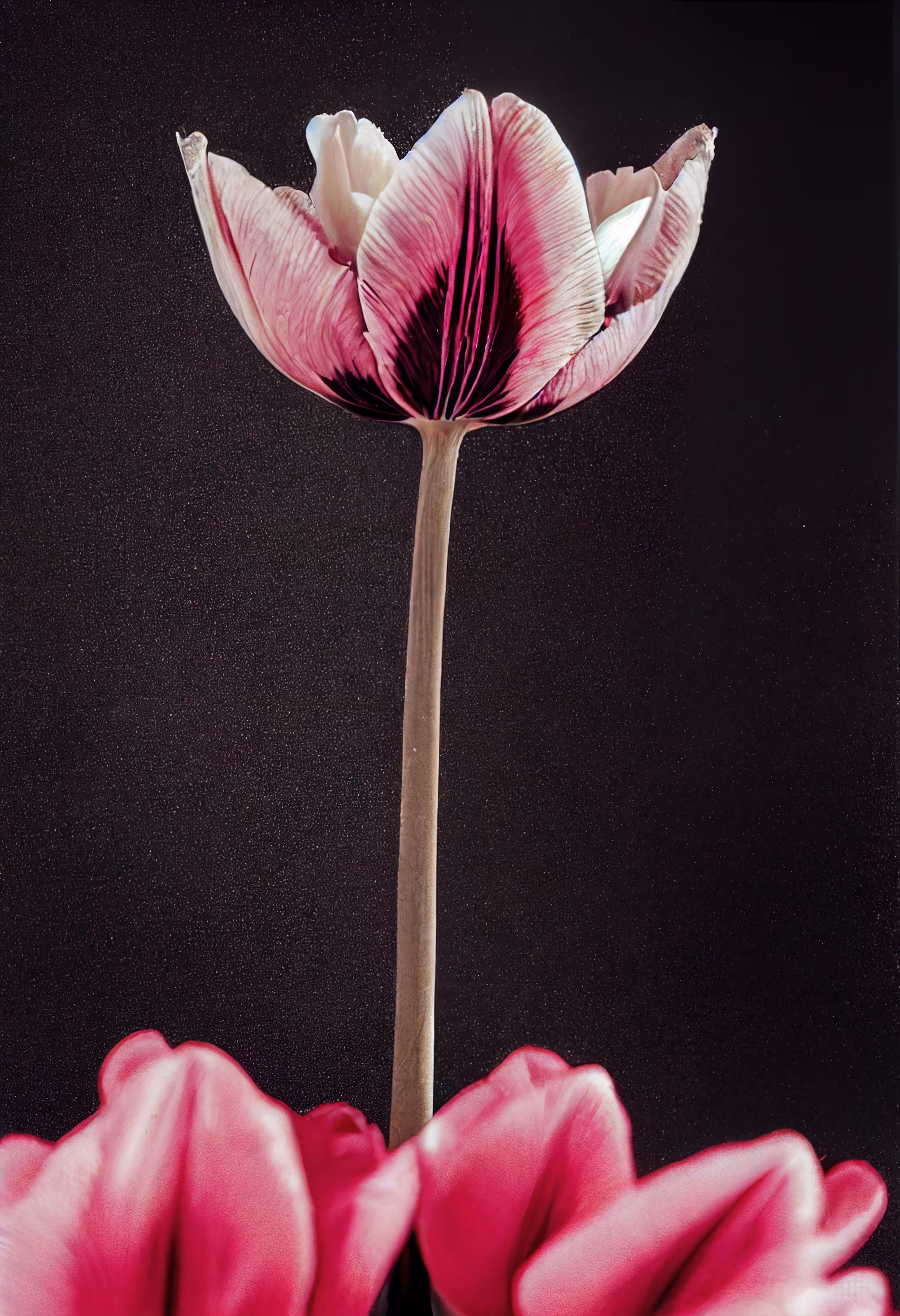 A Flower, Just For You. #31