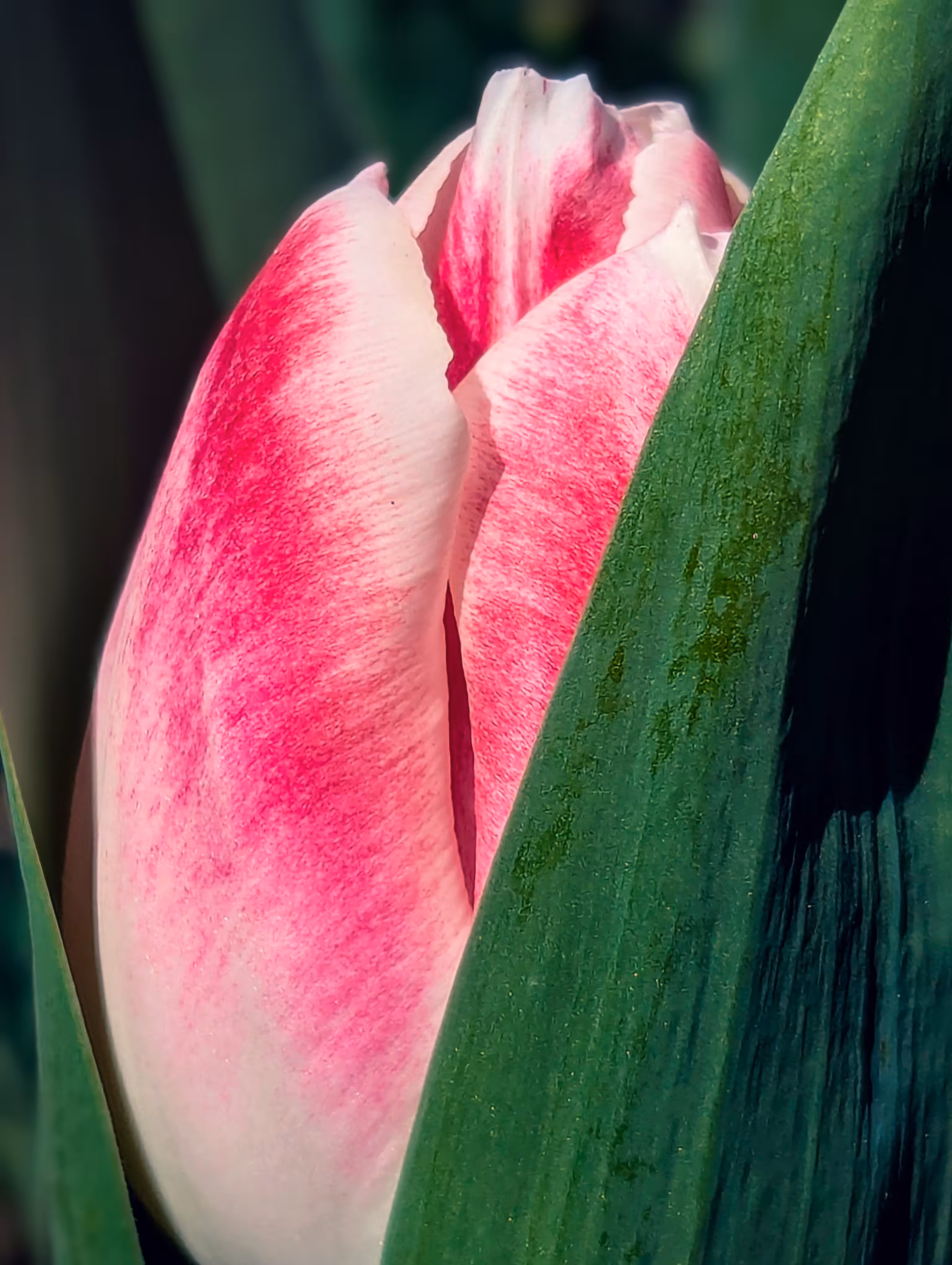 Luke_0x1 Photography : Peekaboo Tulip