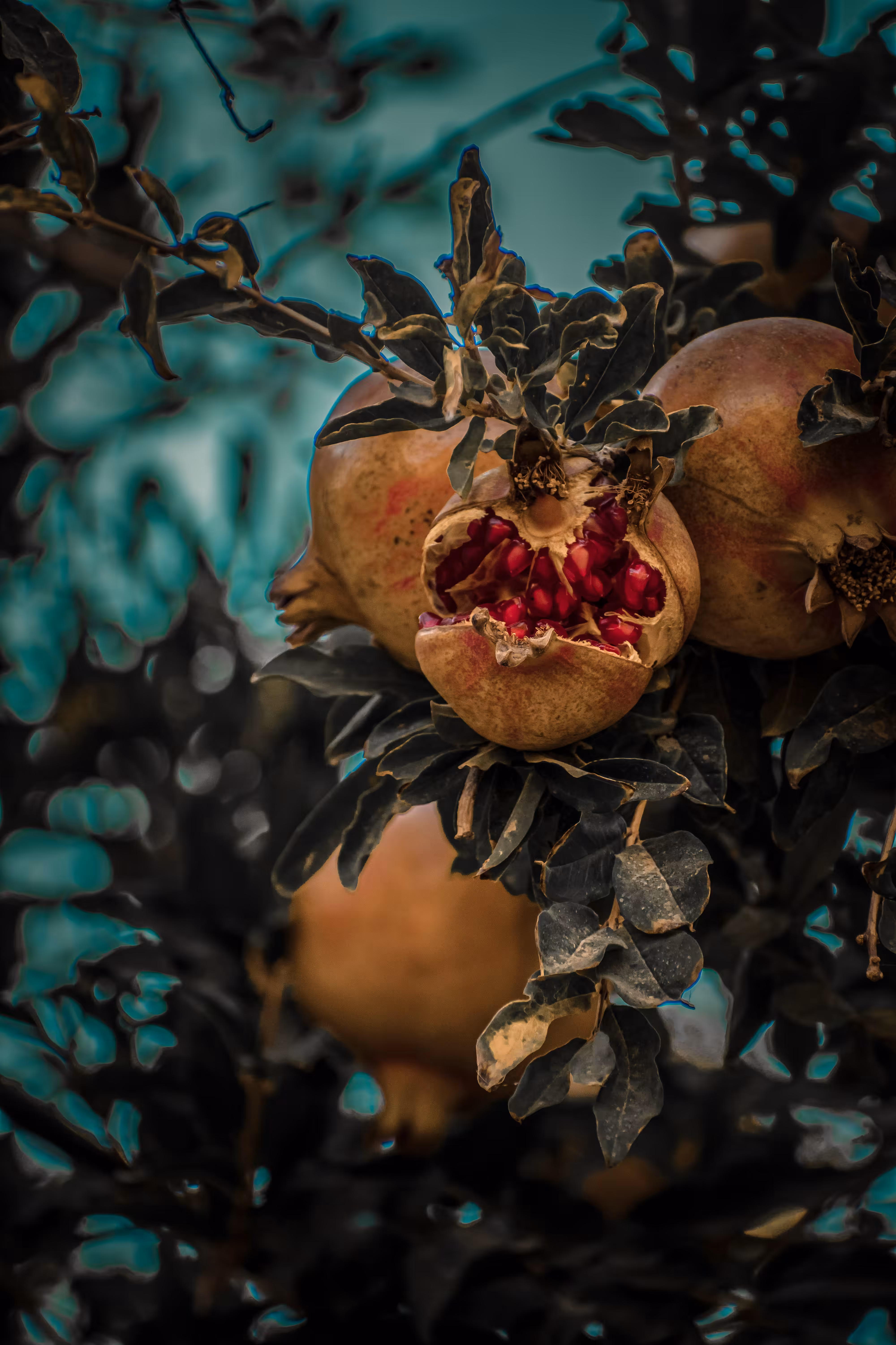 Pomegranate