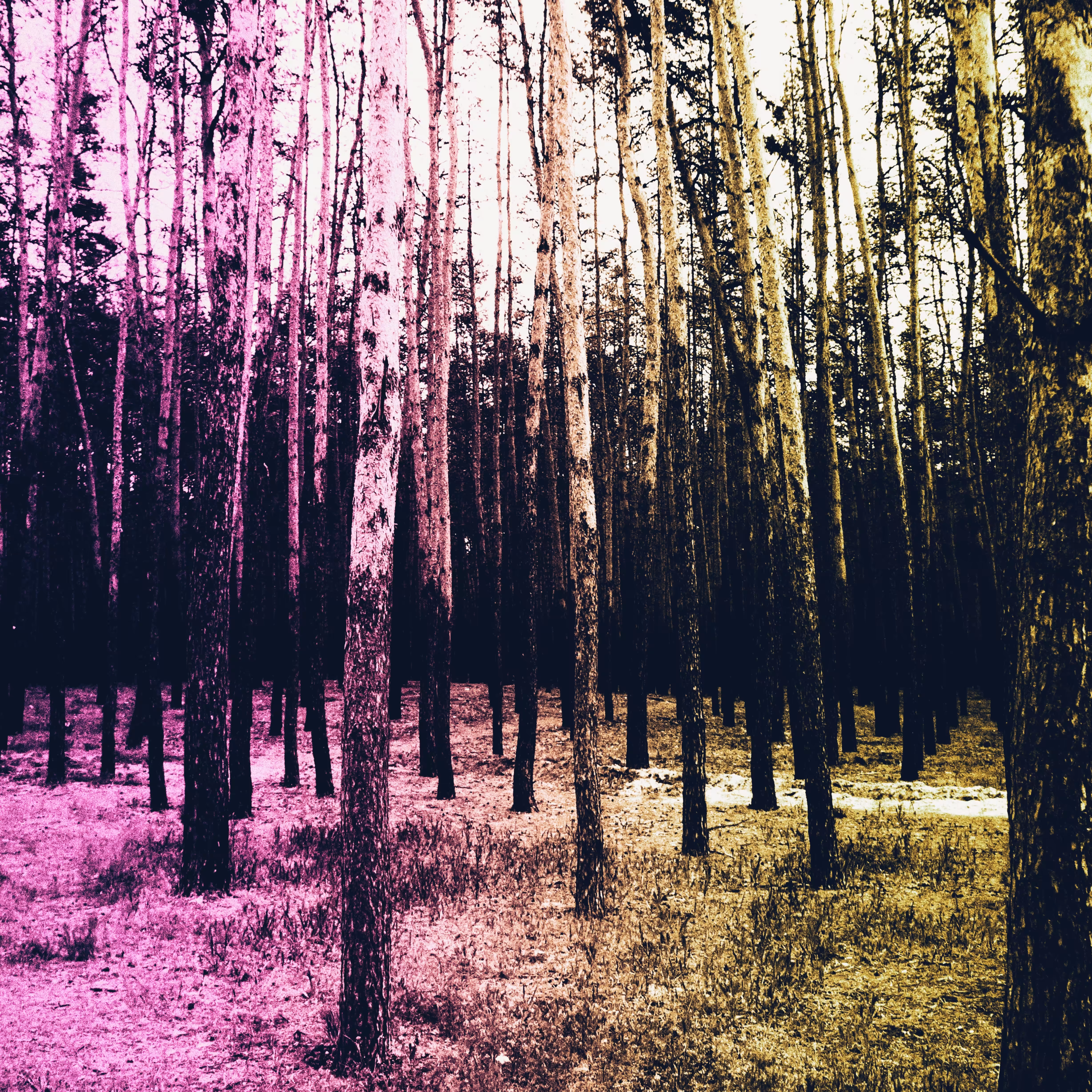 Forest.raw