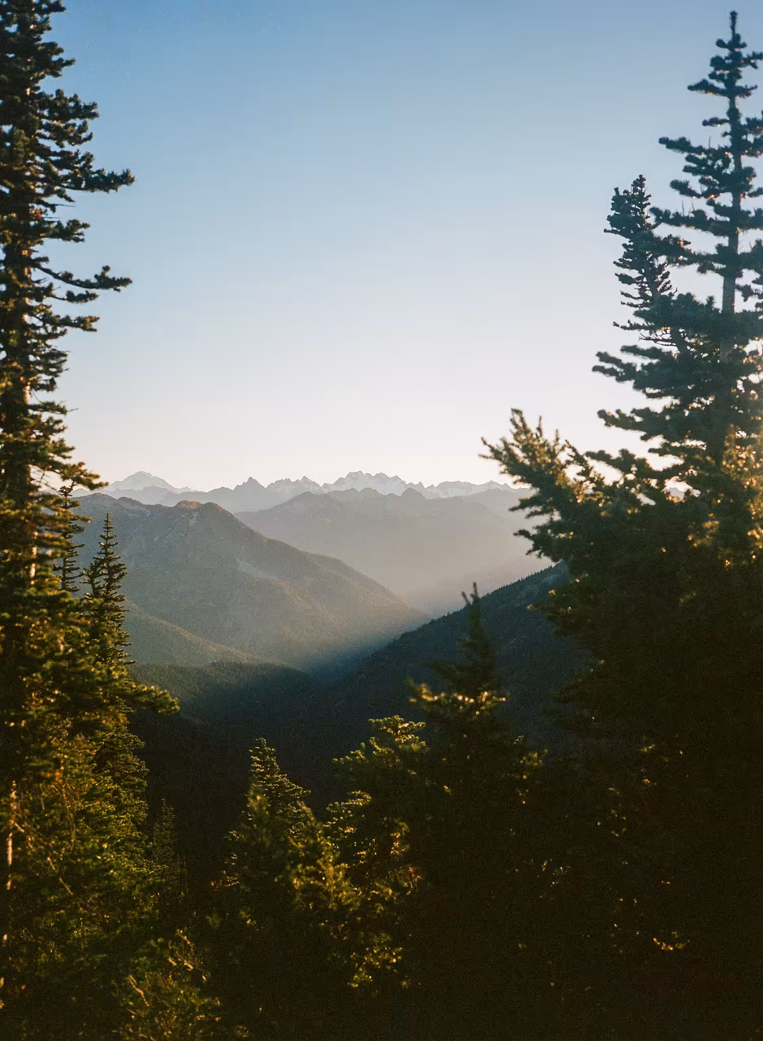 Pine Frames