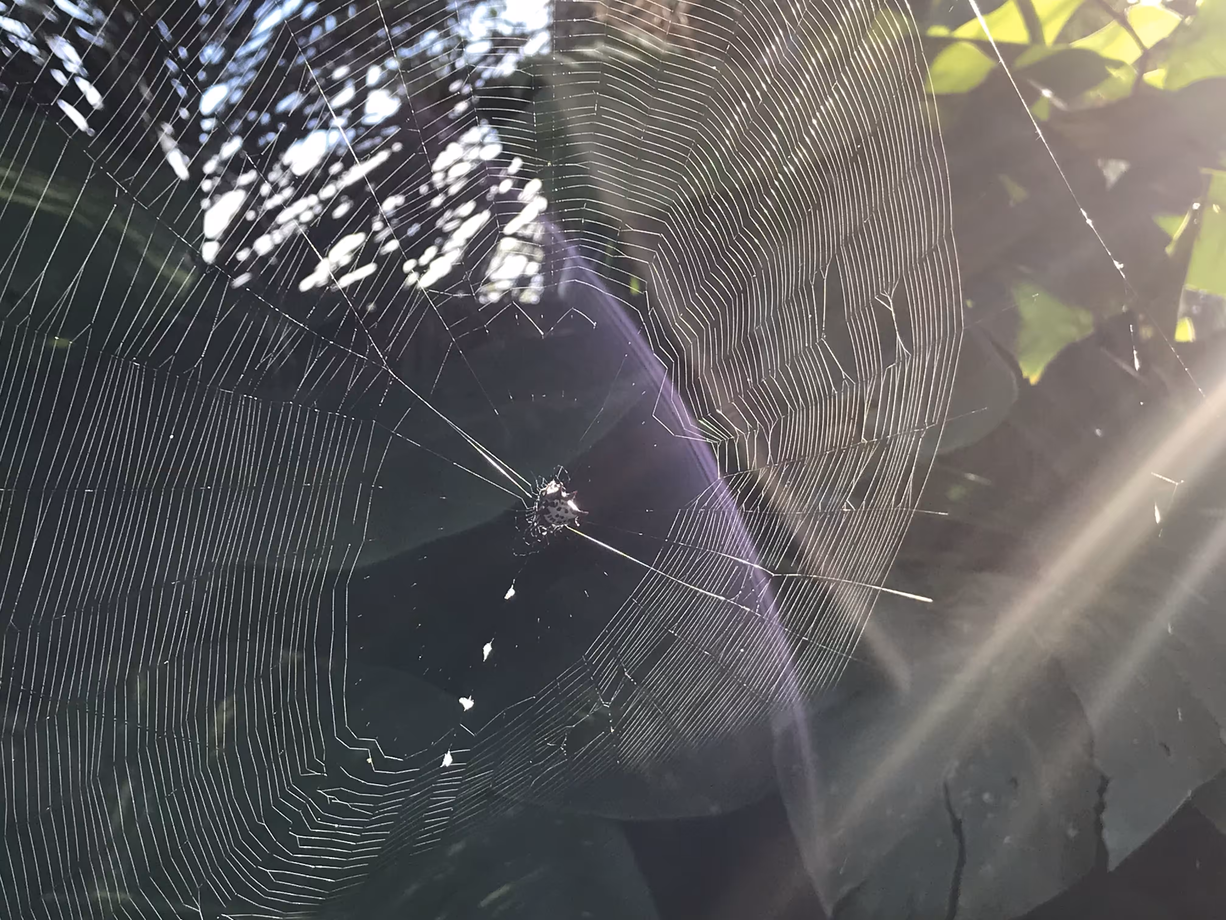 ancestors in the everglades 