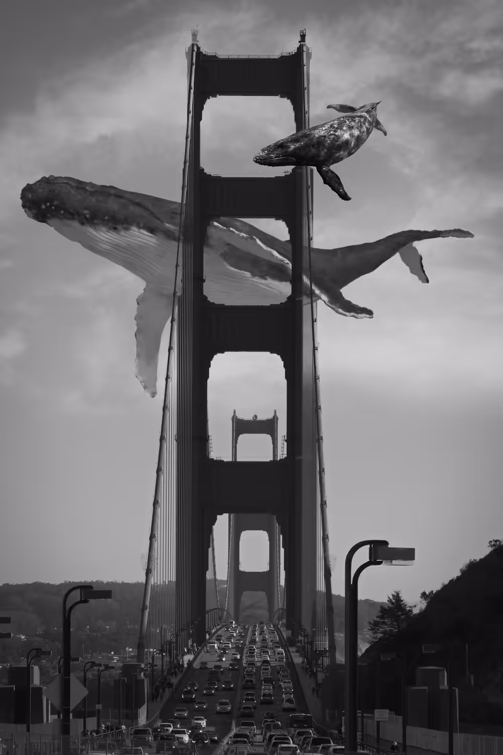 Whale Watching at the Golden Gate Bridge
