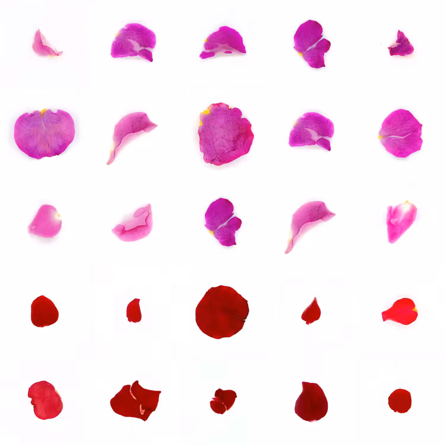 Infinite Petals 5x5#2047