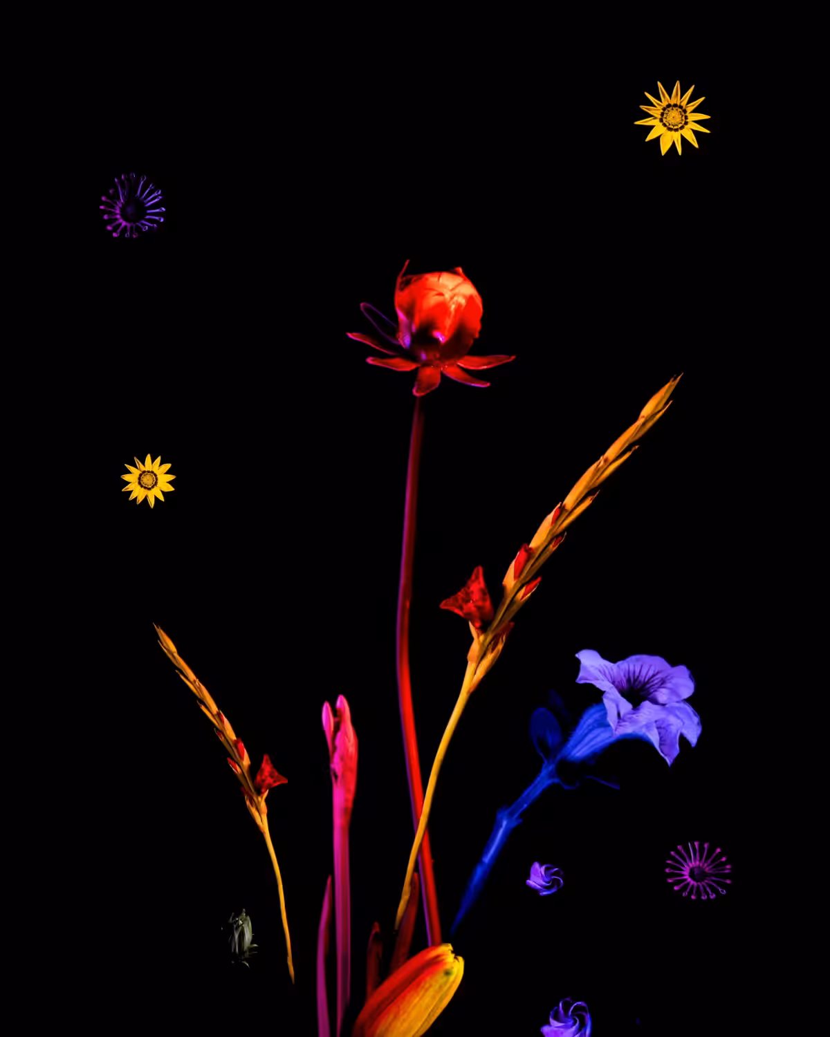 Eternal Garden 5