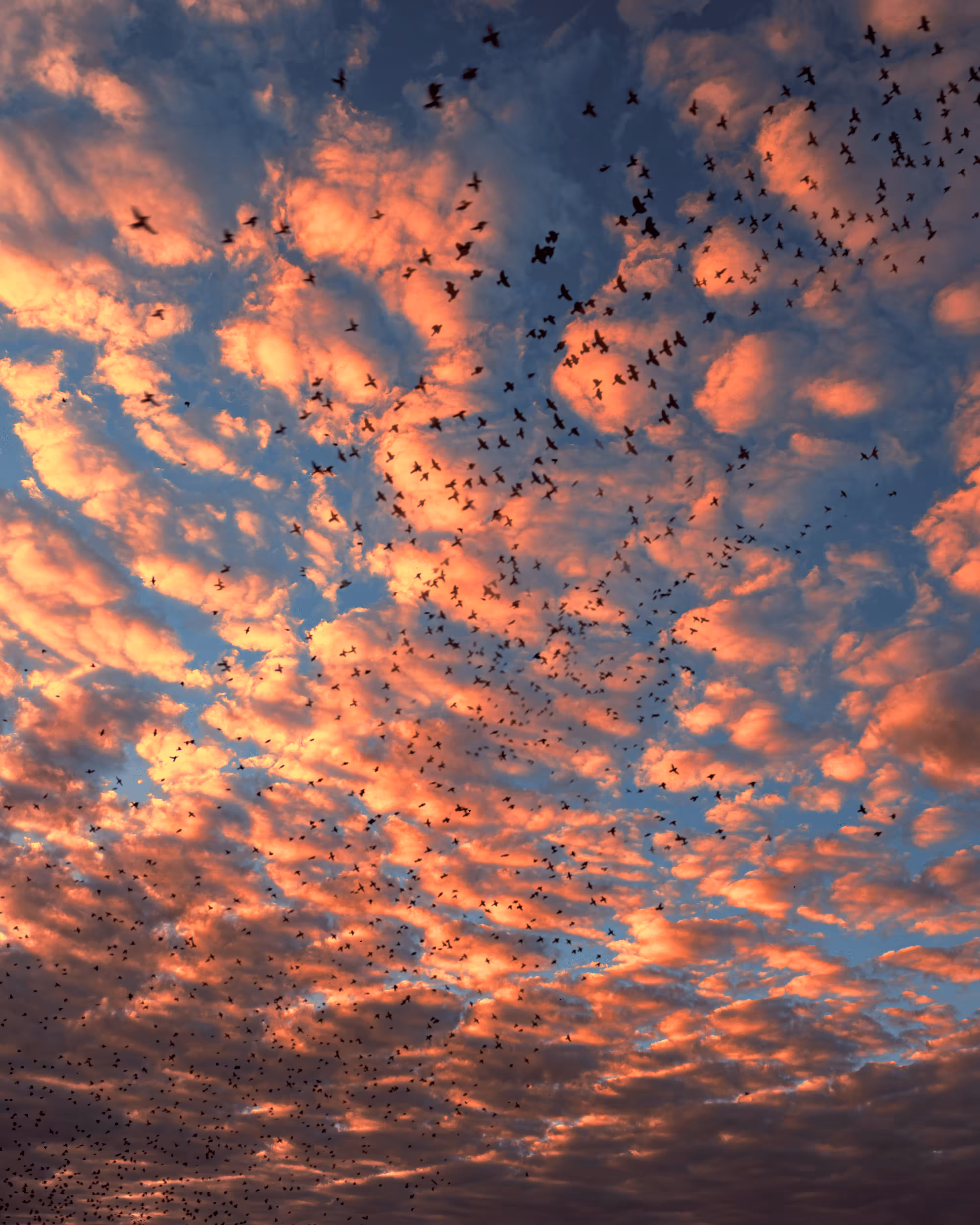 Flock of us #2