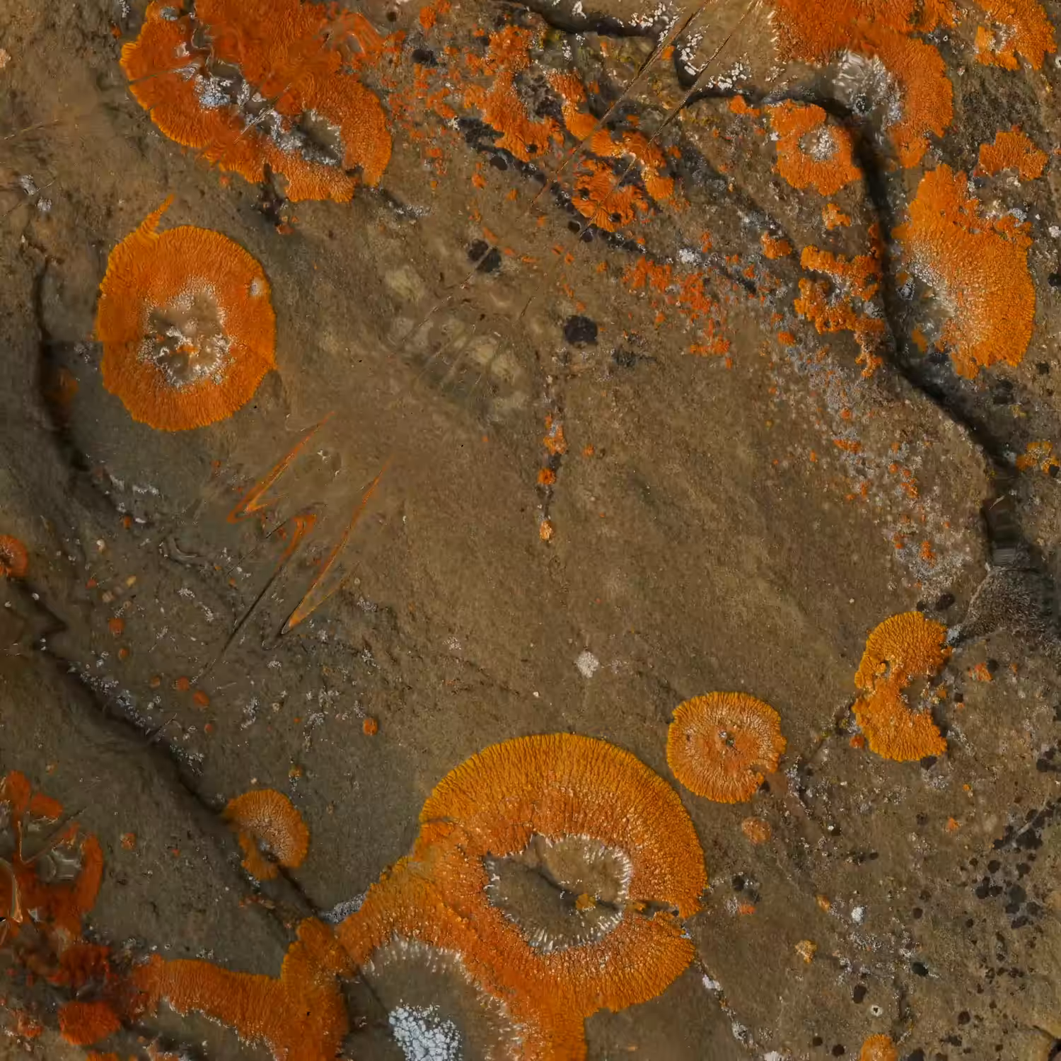 Textilographic Rock and Lichen, Yellowstone, #11