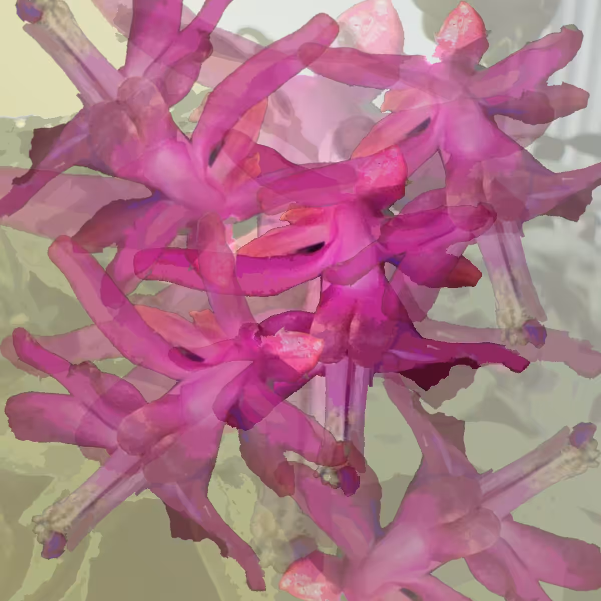 Schlumbergera dance of flowers