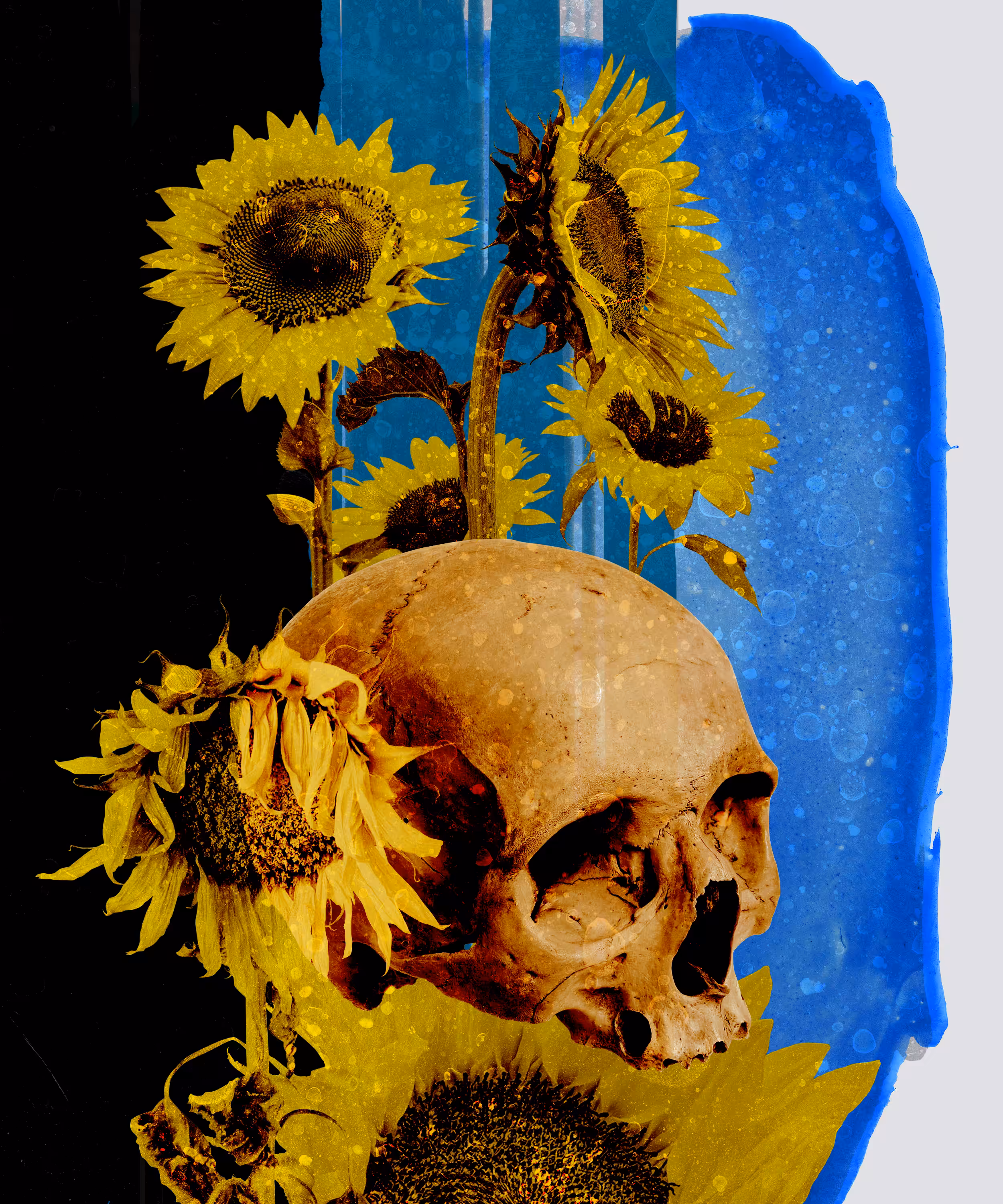 Still beloved. Sunflowers.