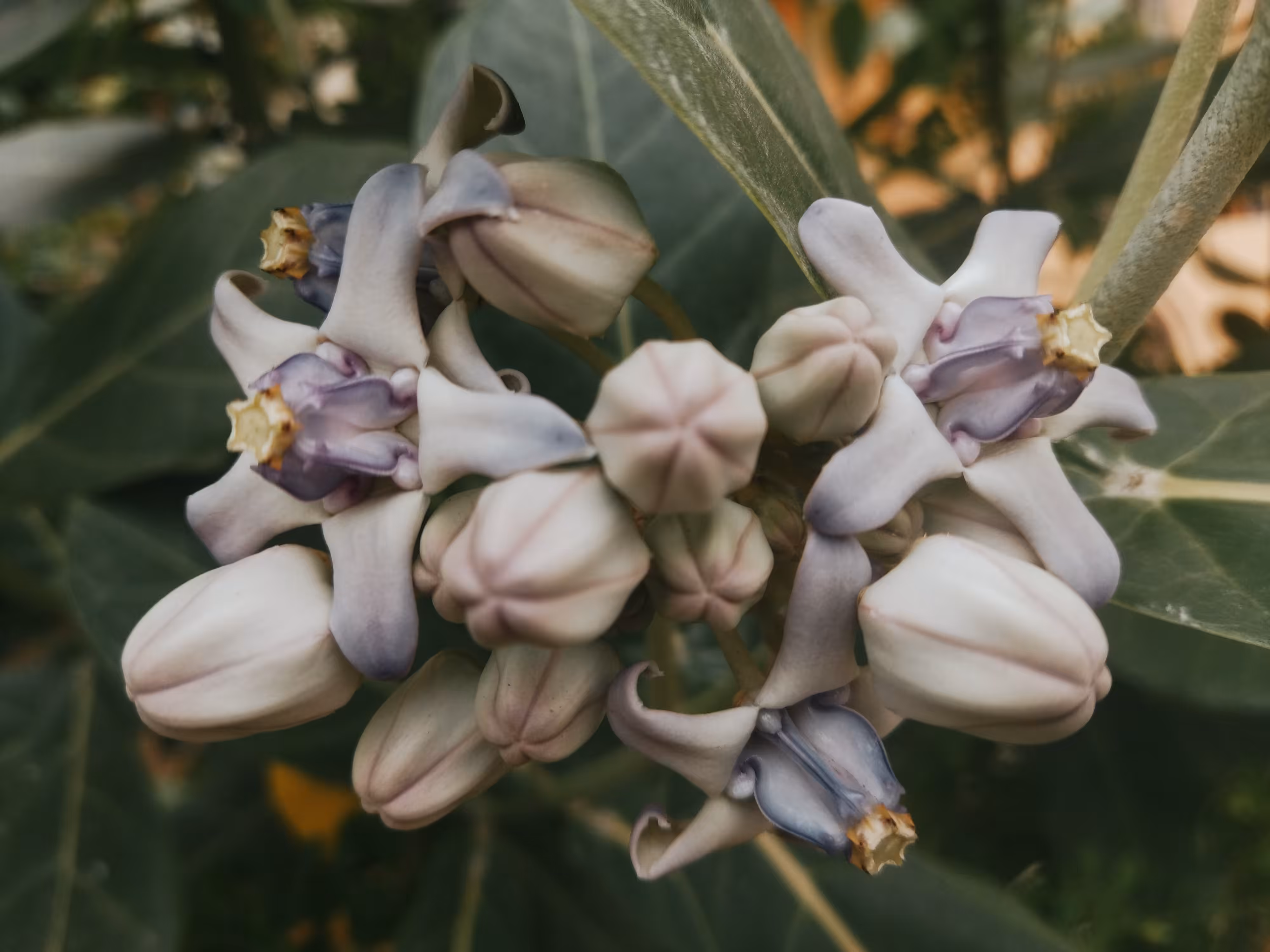 Crown Flowers - II 