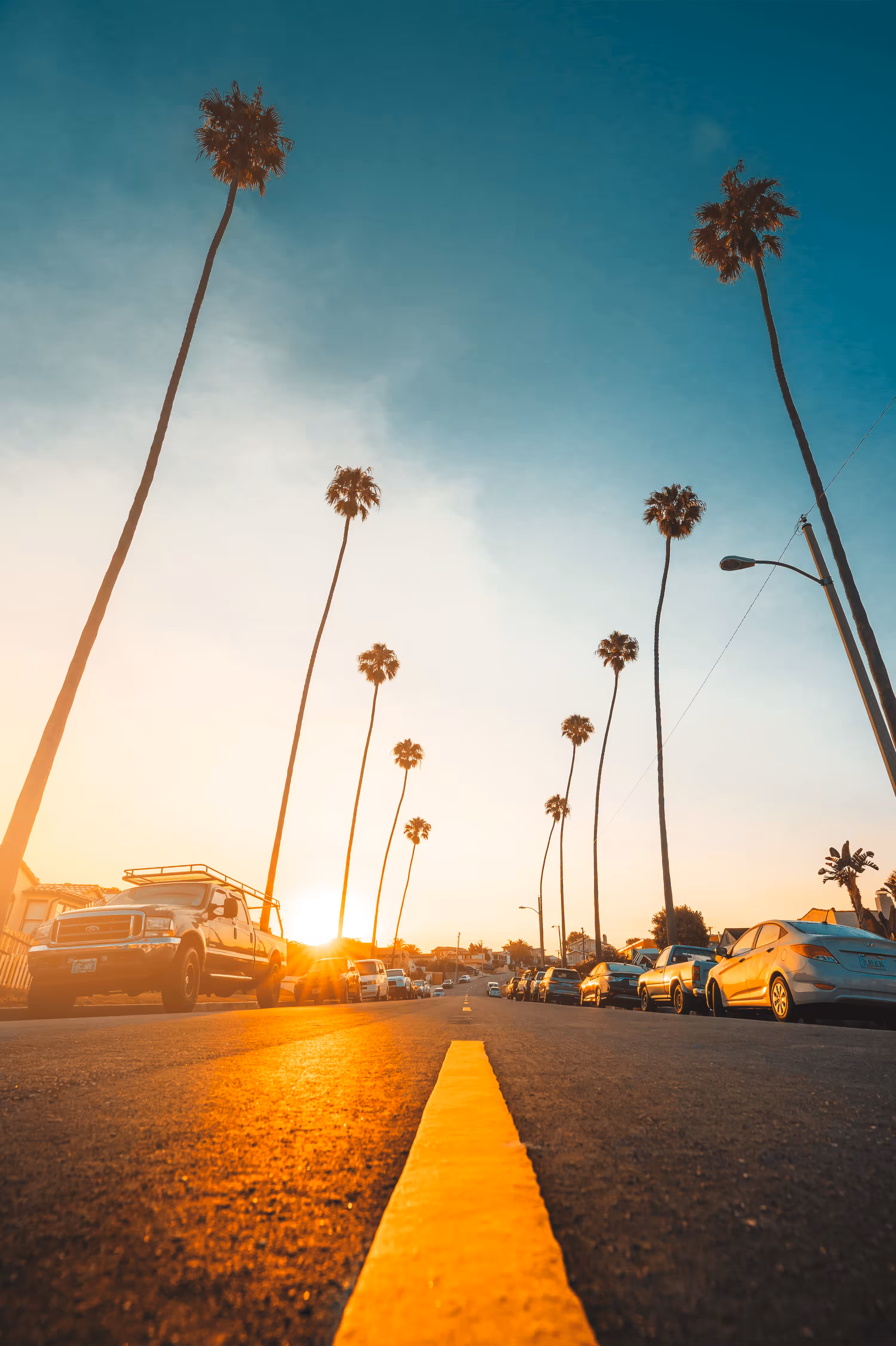 Yellow Brick Palms