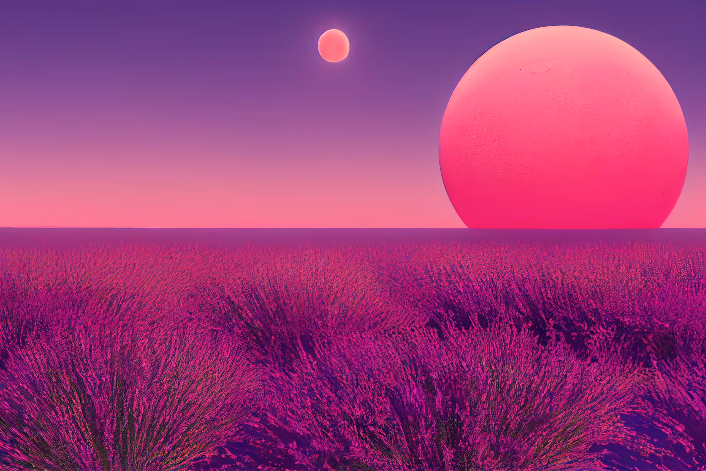 lavender fields