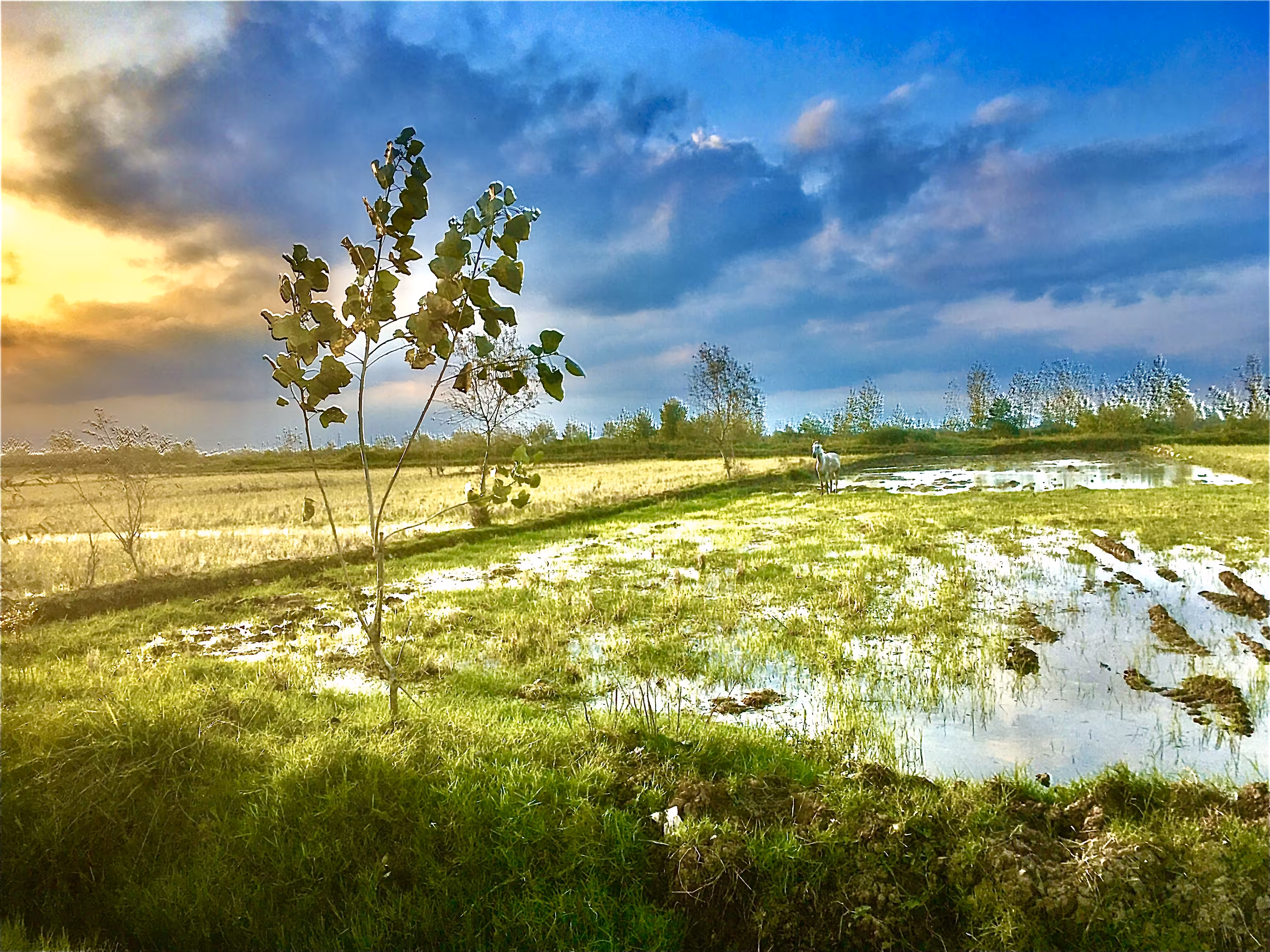 vision: White horse