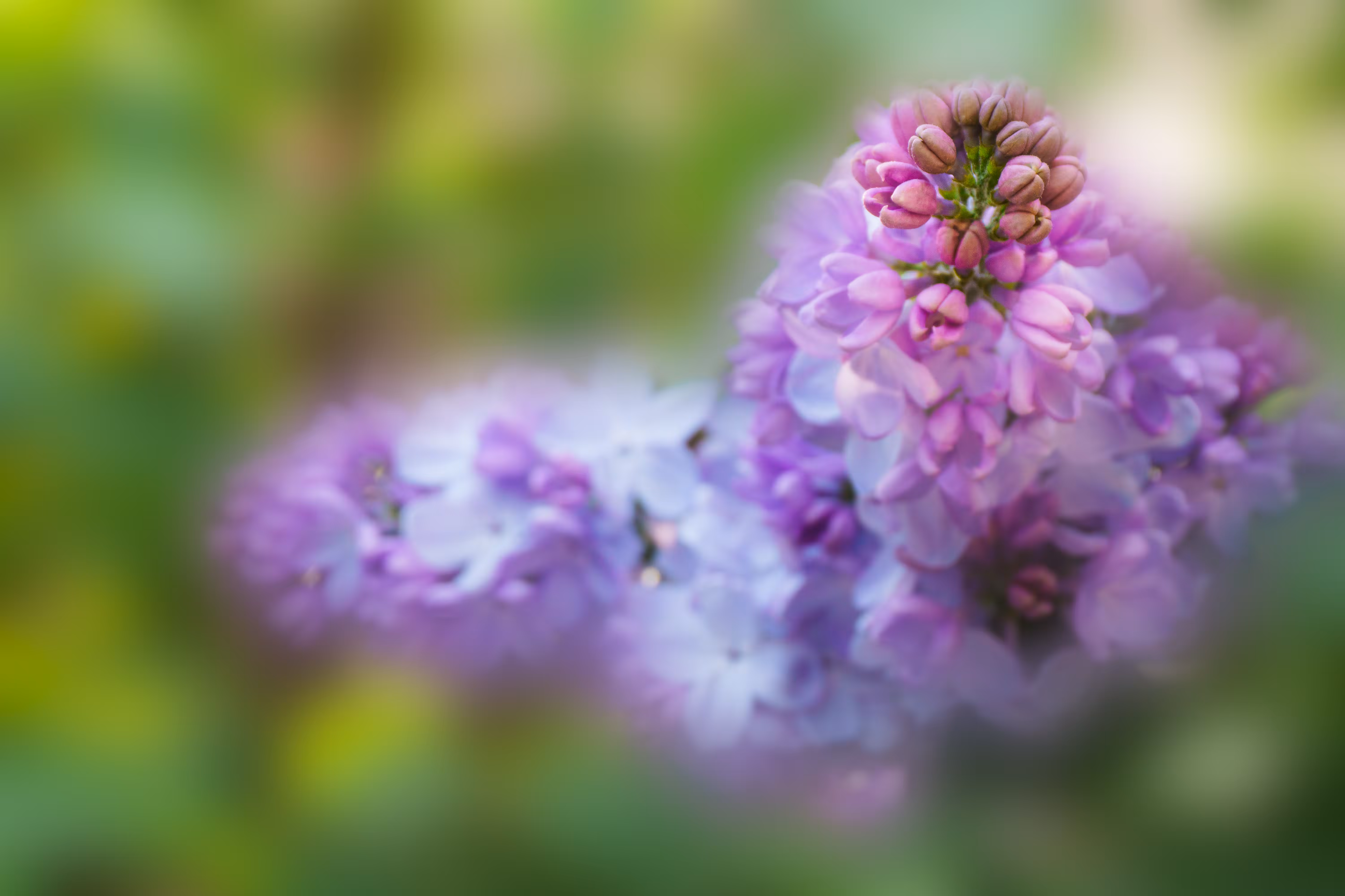 Horizons: Lilac Reverie