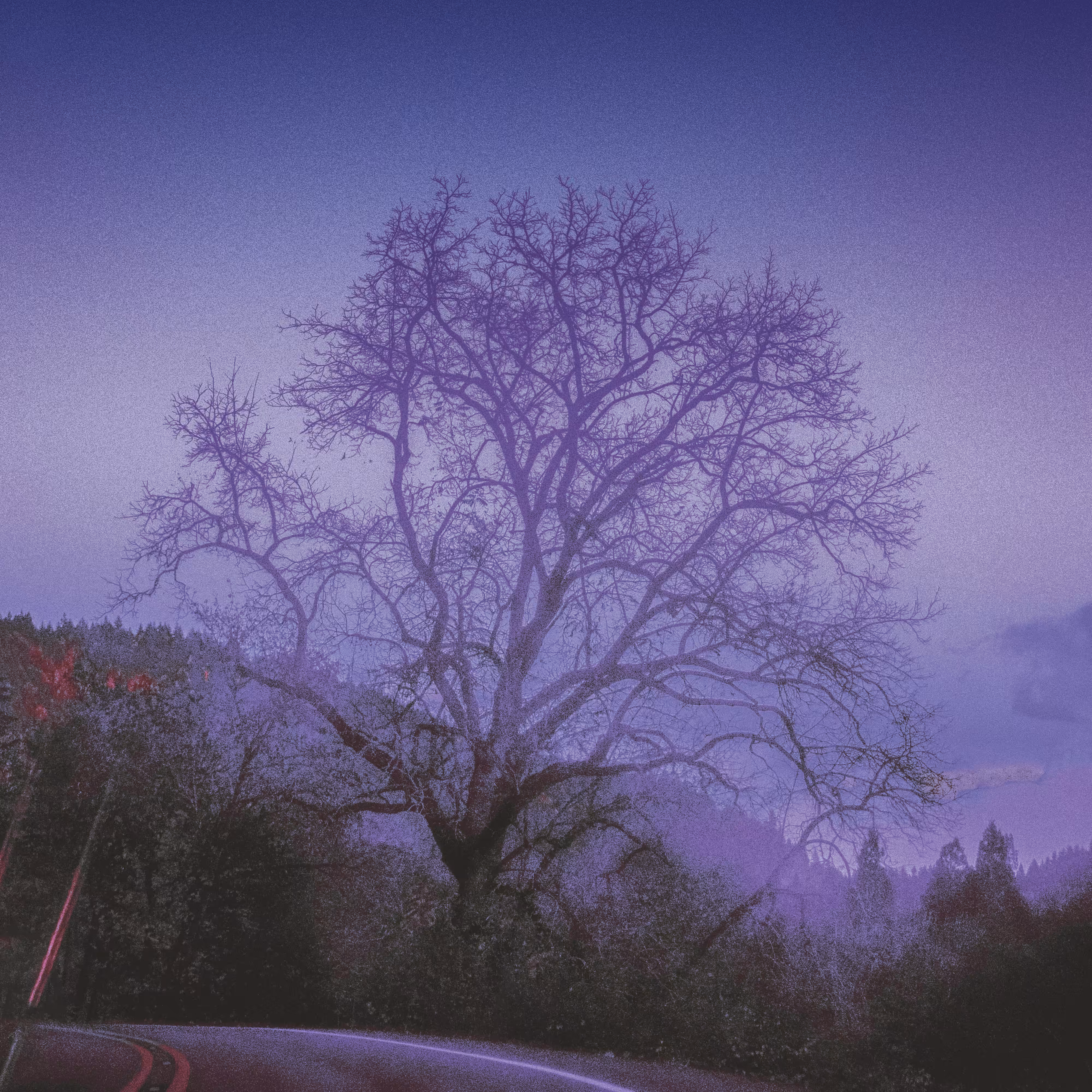 Everlasting Violet #02