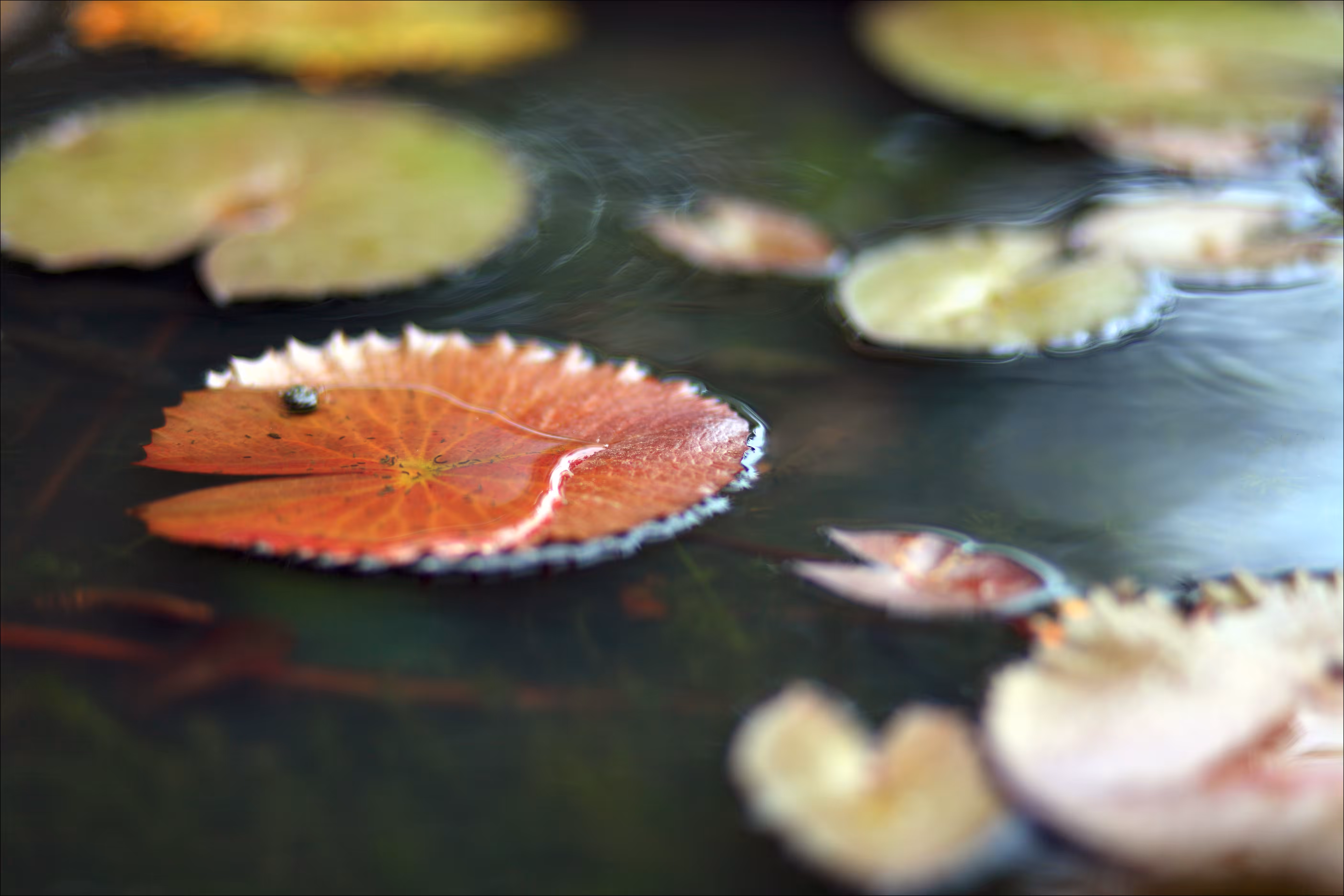 tranquil waters