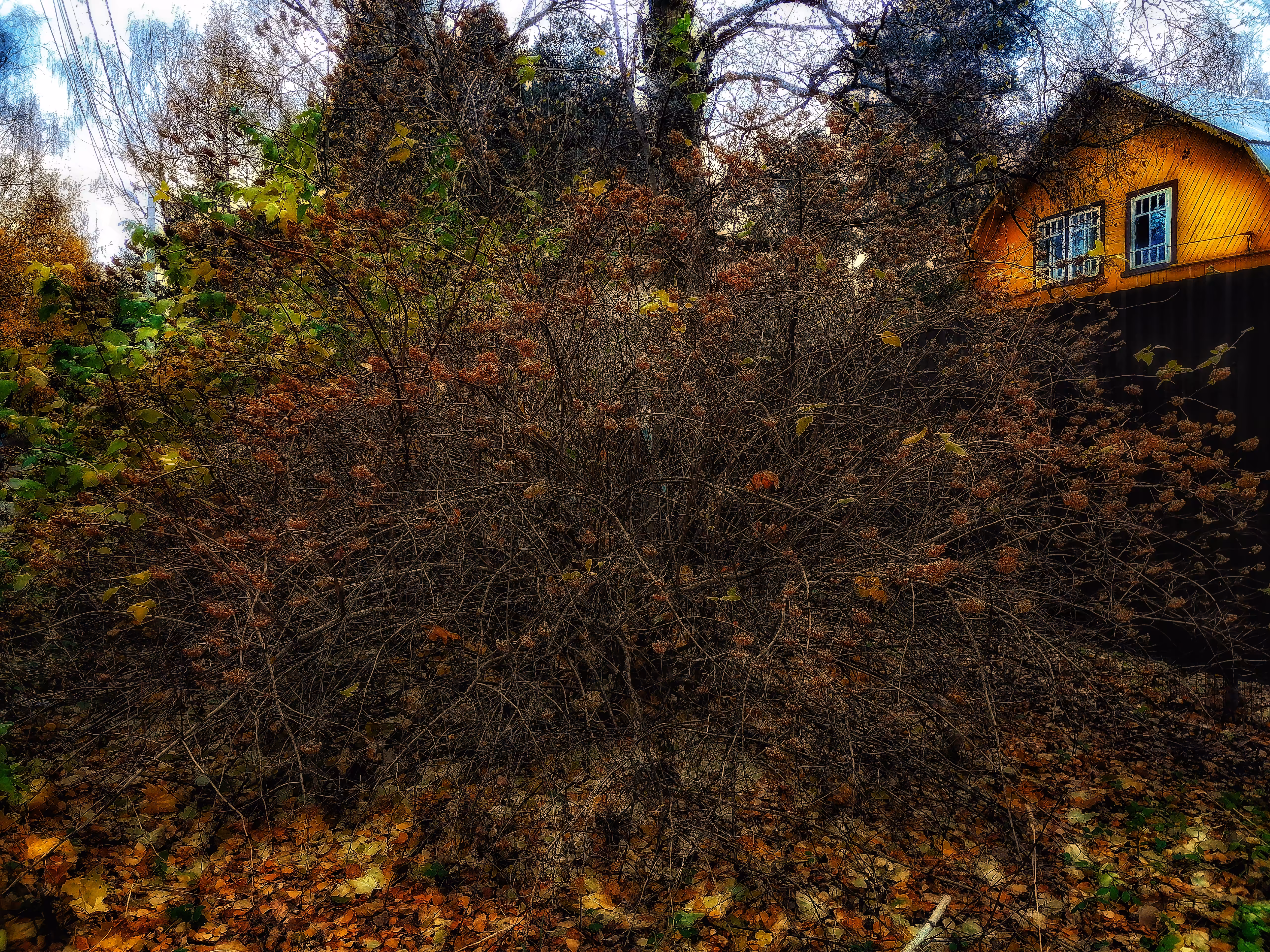 Magic of Autumn #4