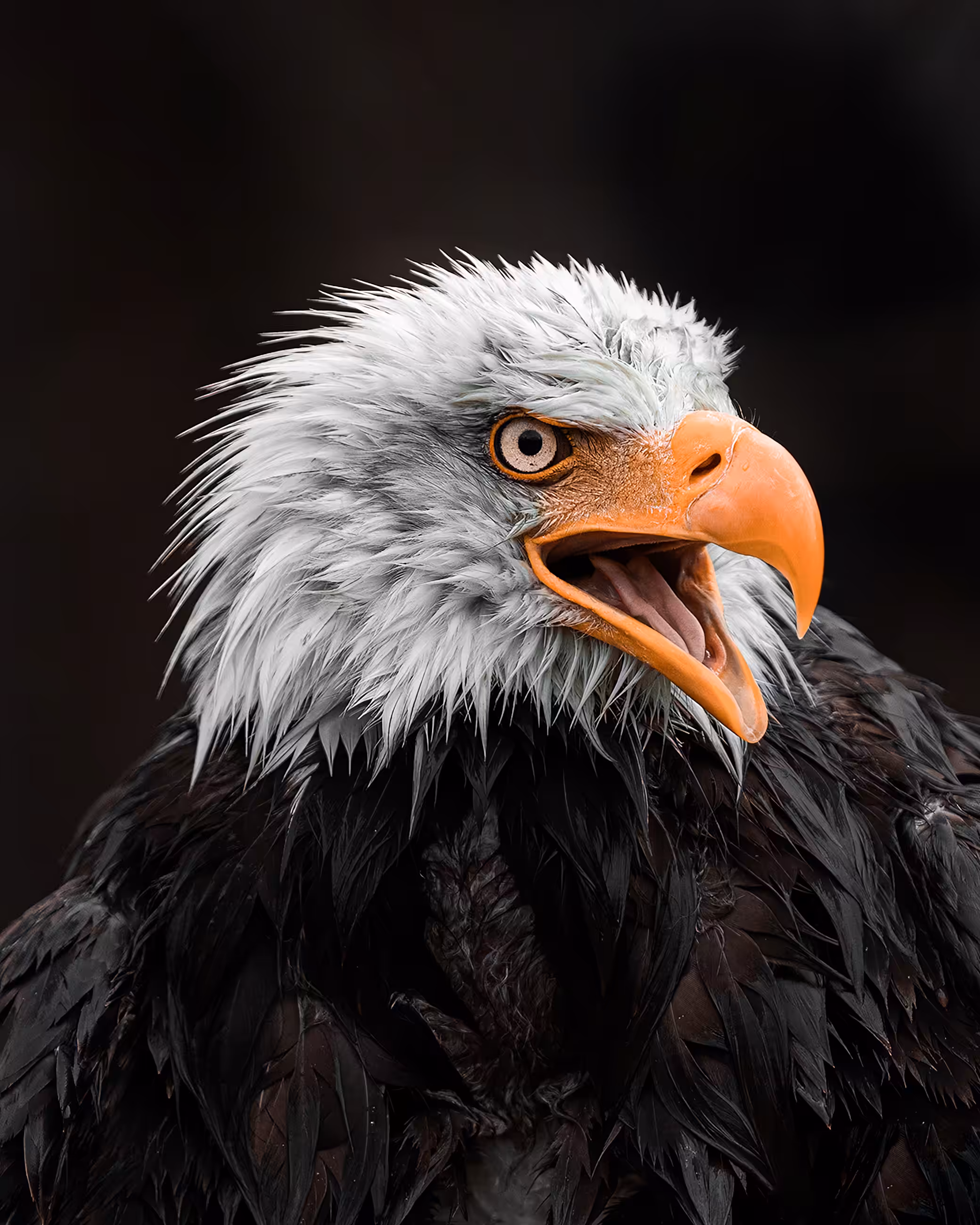 Bald Eagle 
