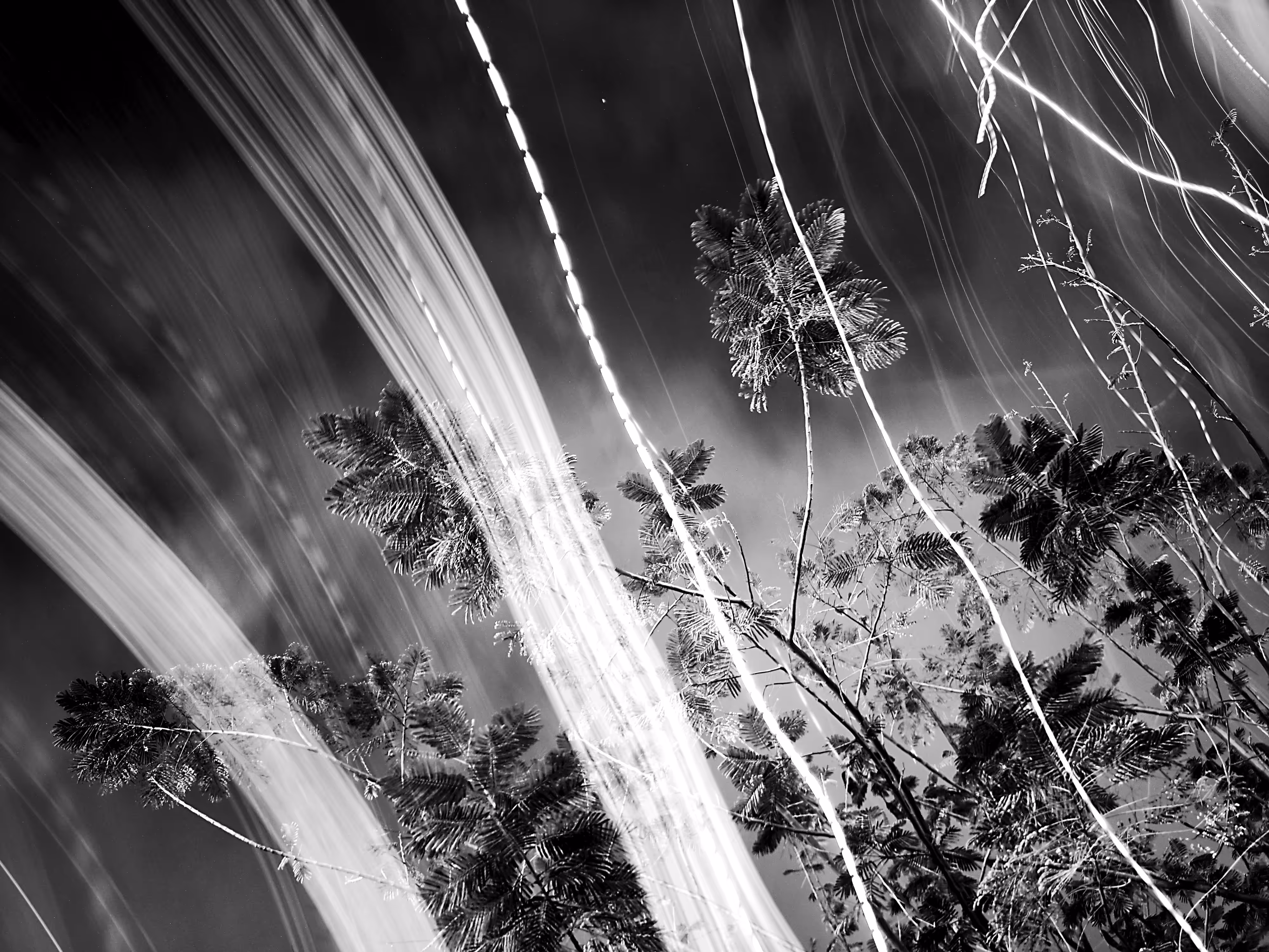 bent light on trees