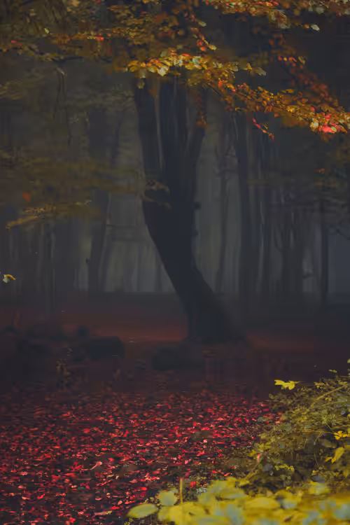 Forbidden #8-Through the Darkness