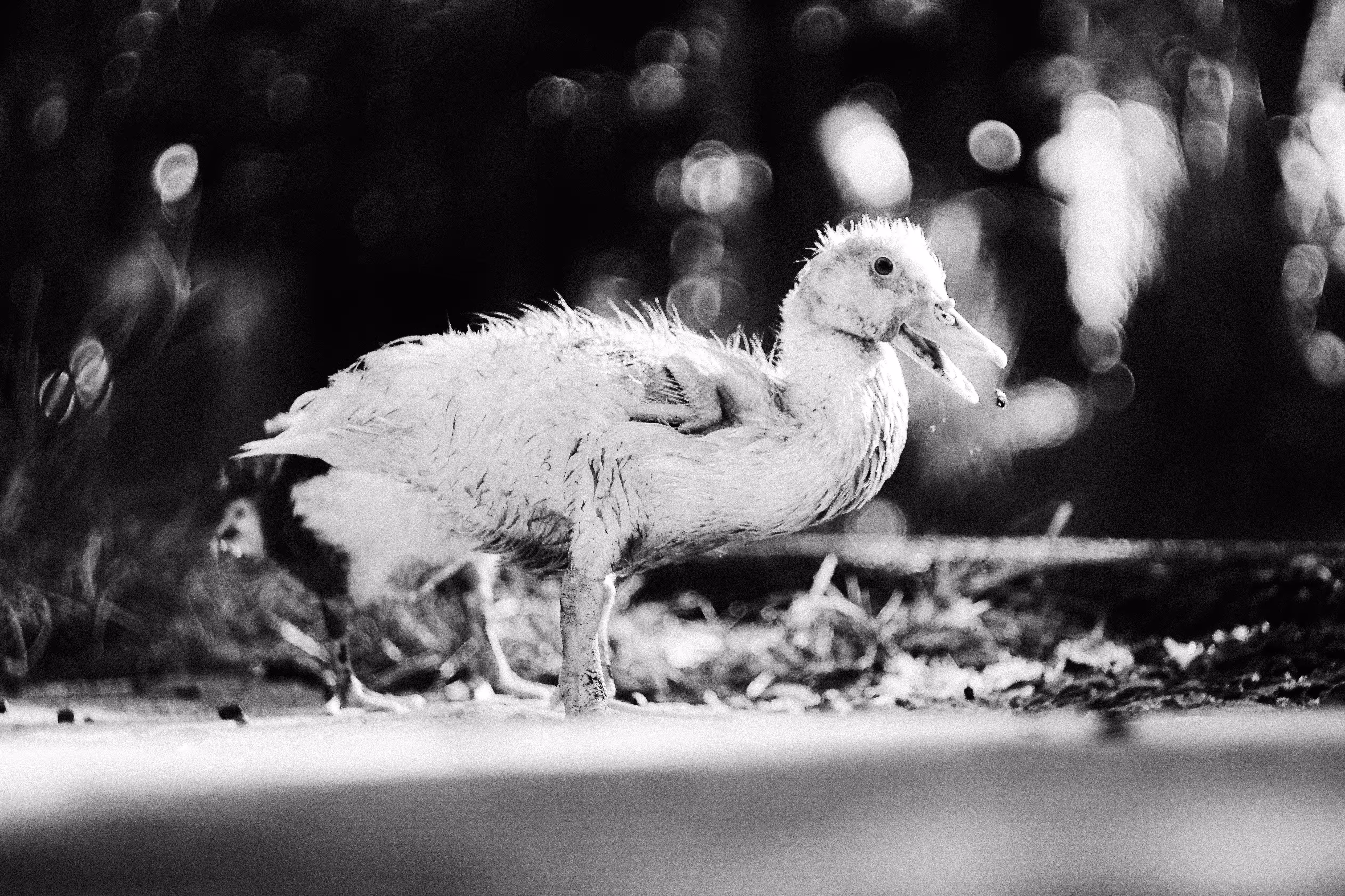Duckling Attractions