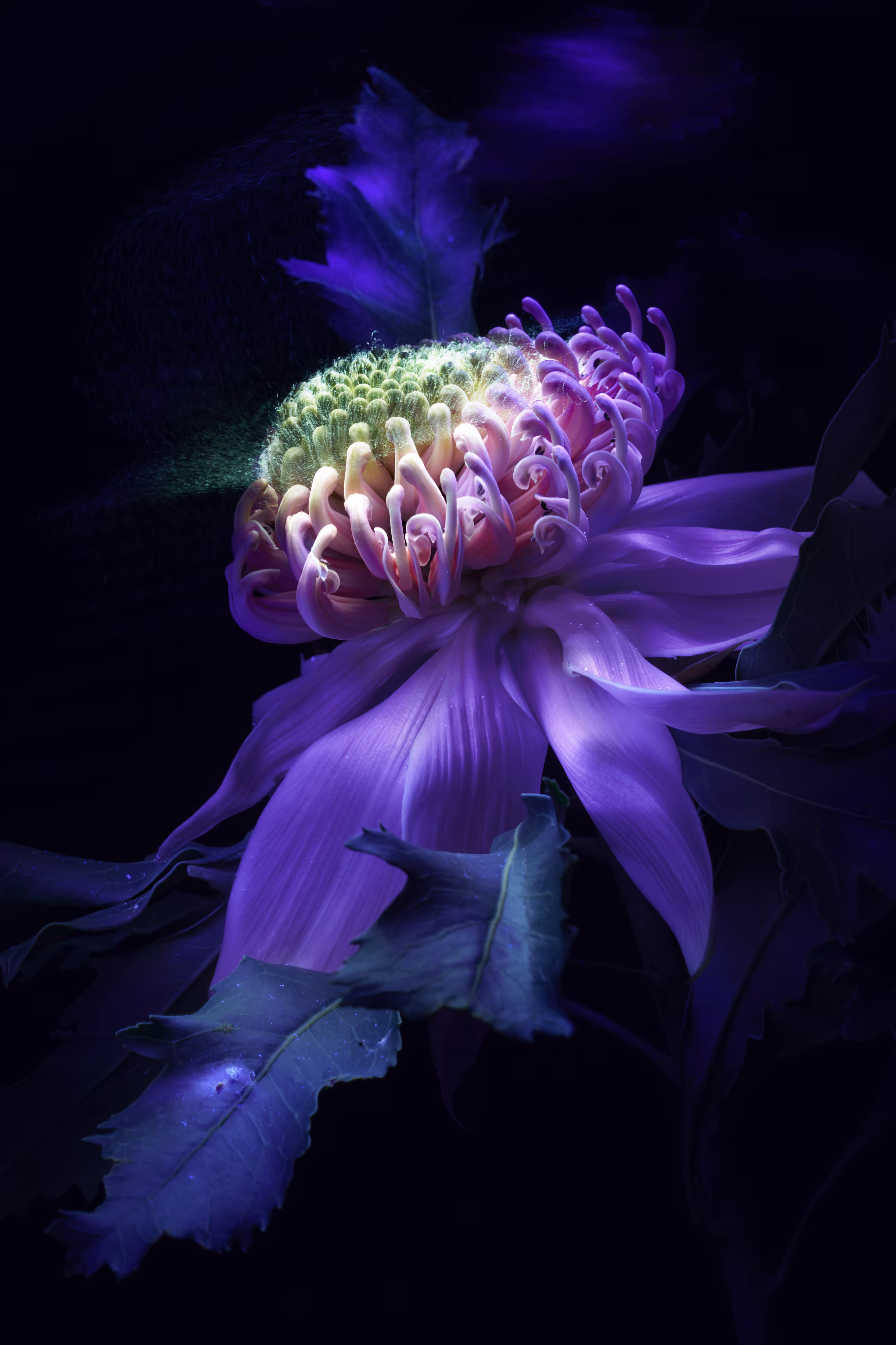 Australis Flores Ferae _ Telopea speciosissima