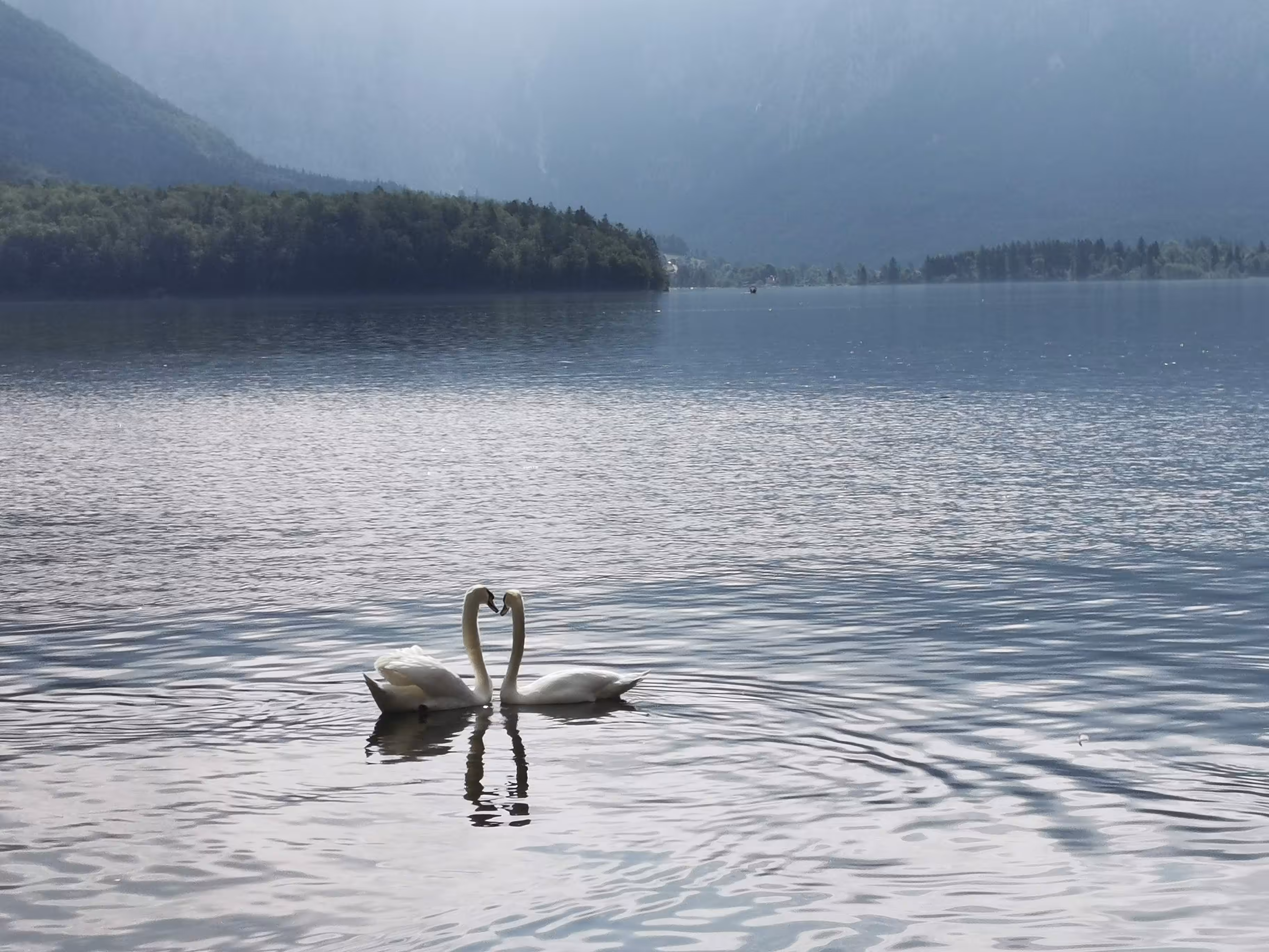 Swan