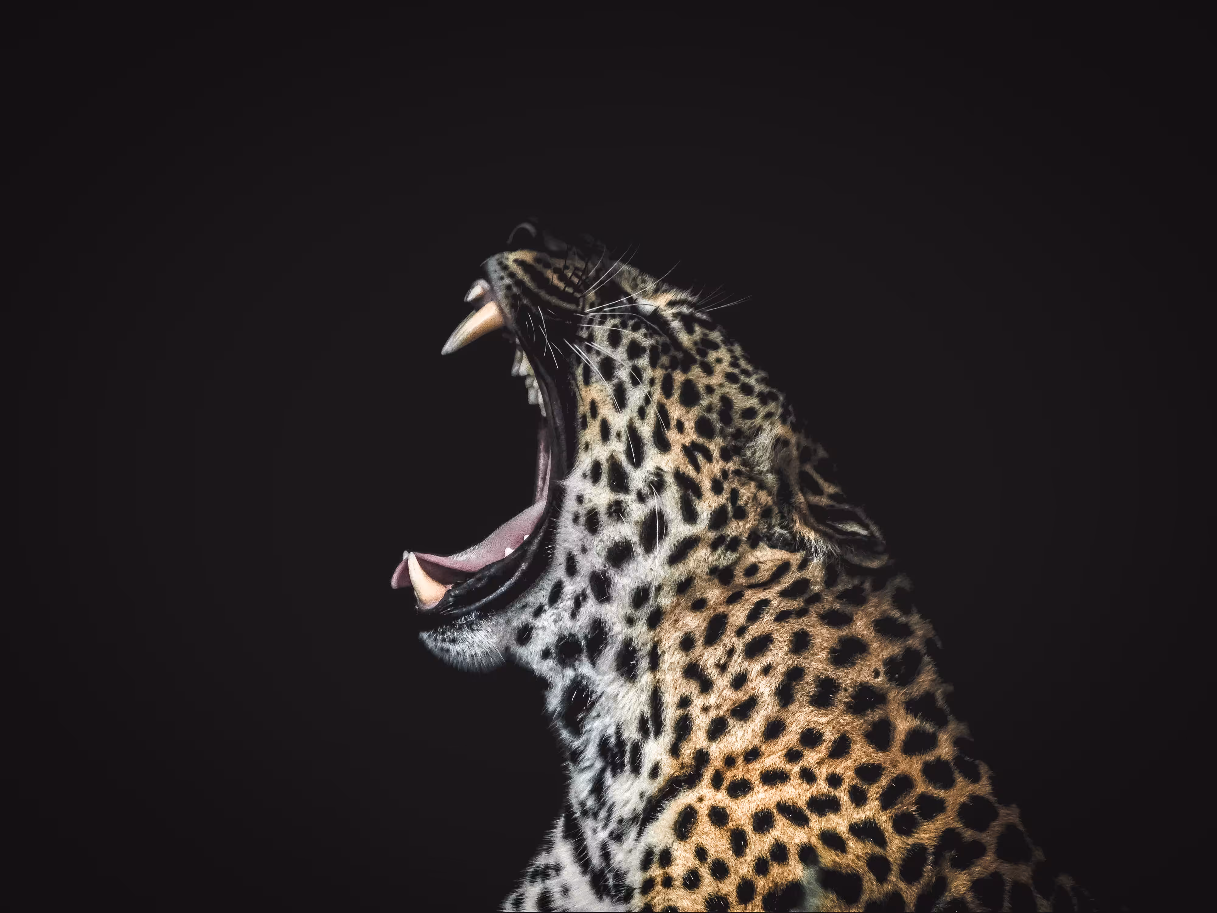 Leopard Portrait II