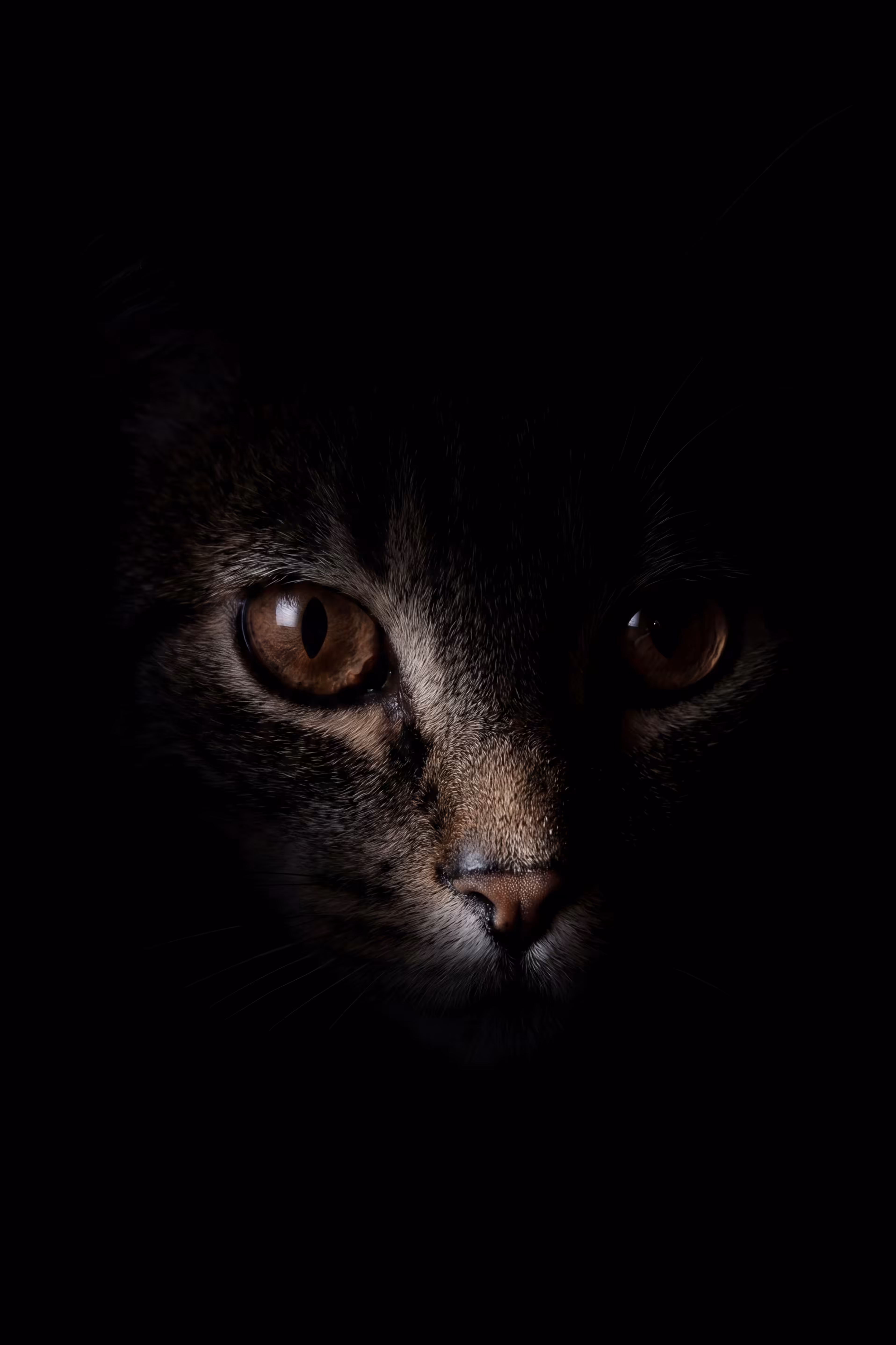 Shadow