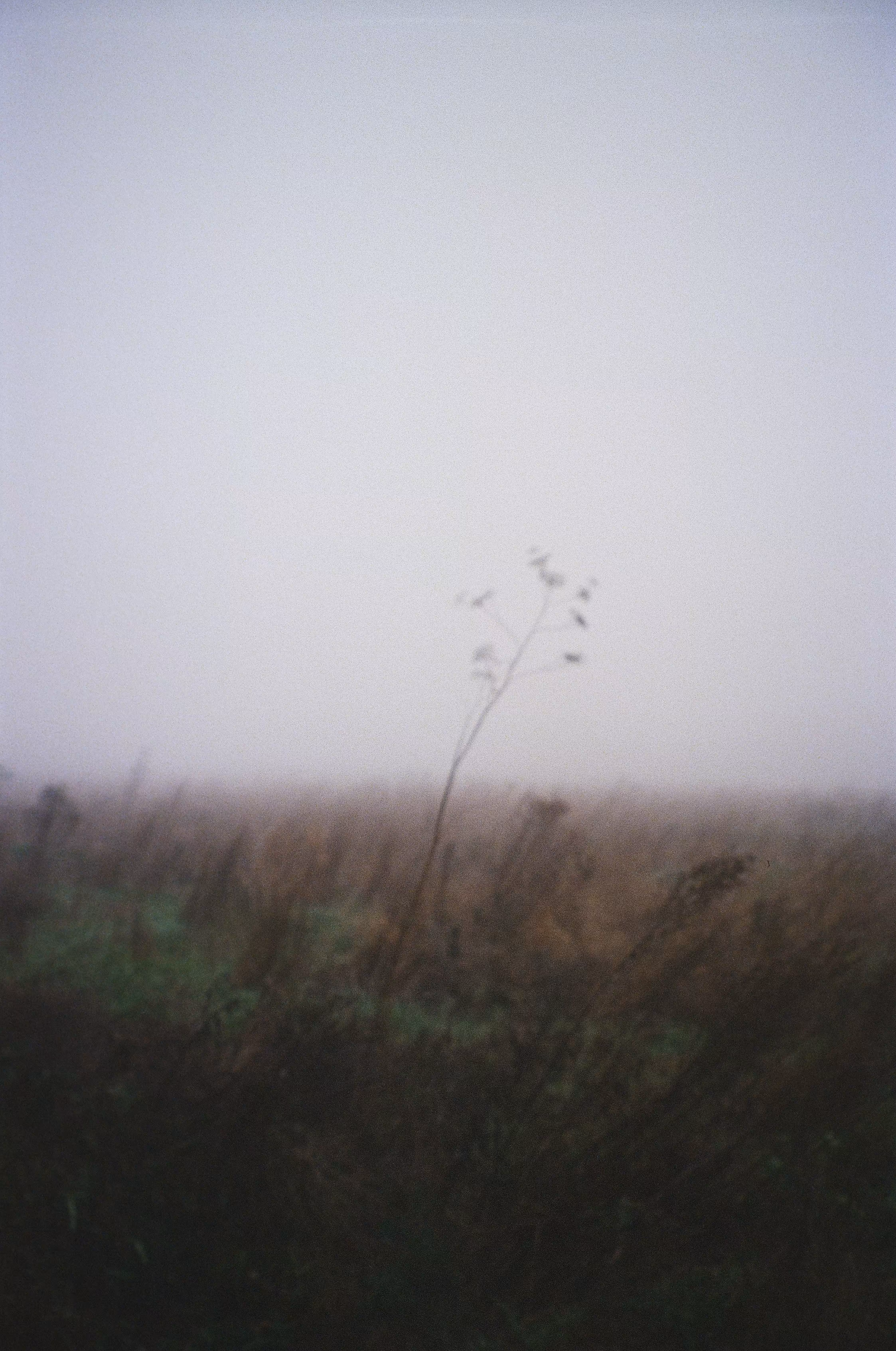 Blurred vision