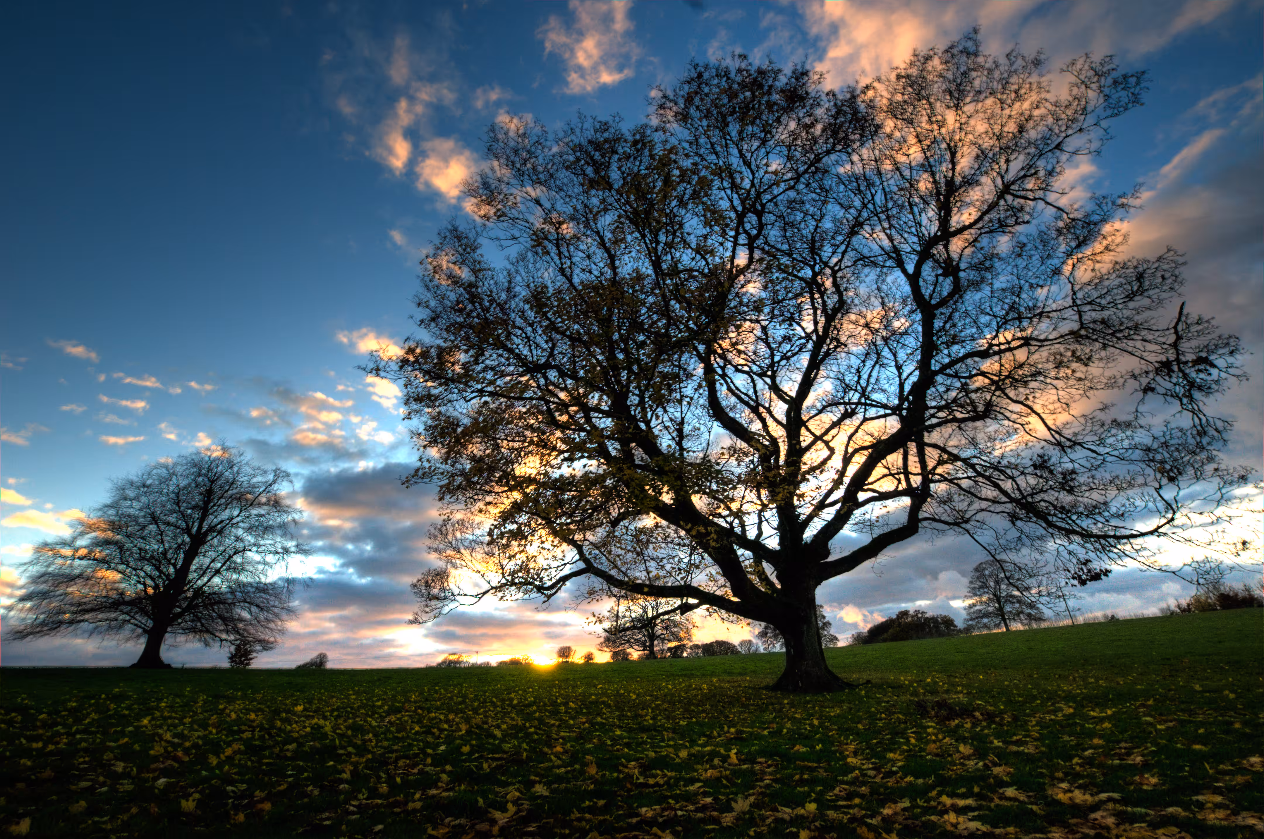 The Tree at Sunset