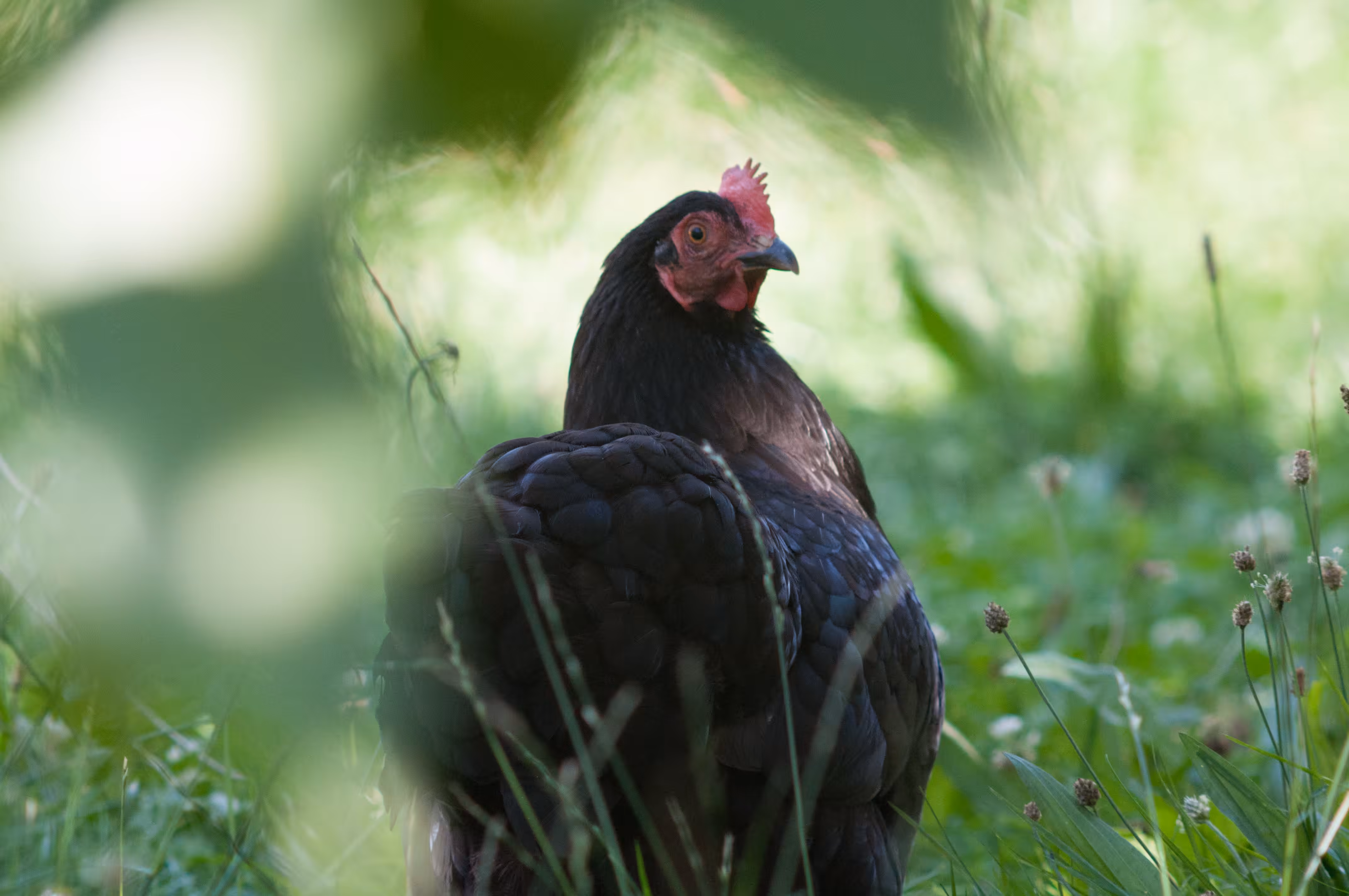 Hen Klarabella