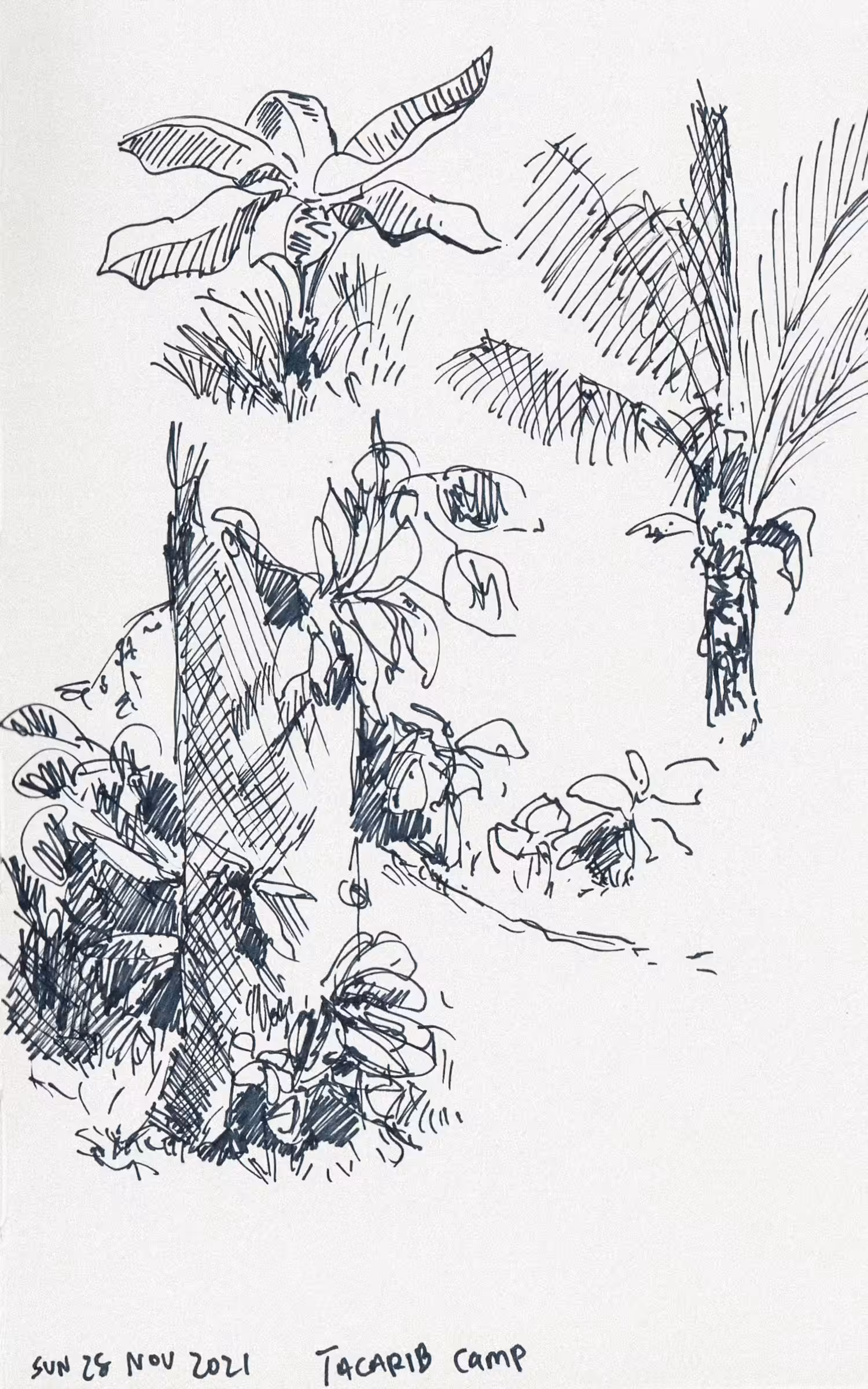 Tacarib Camp, Study of Trees