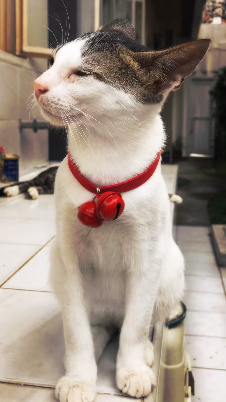 Pusskin #5