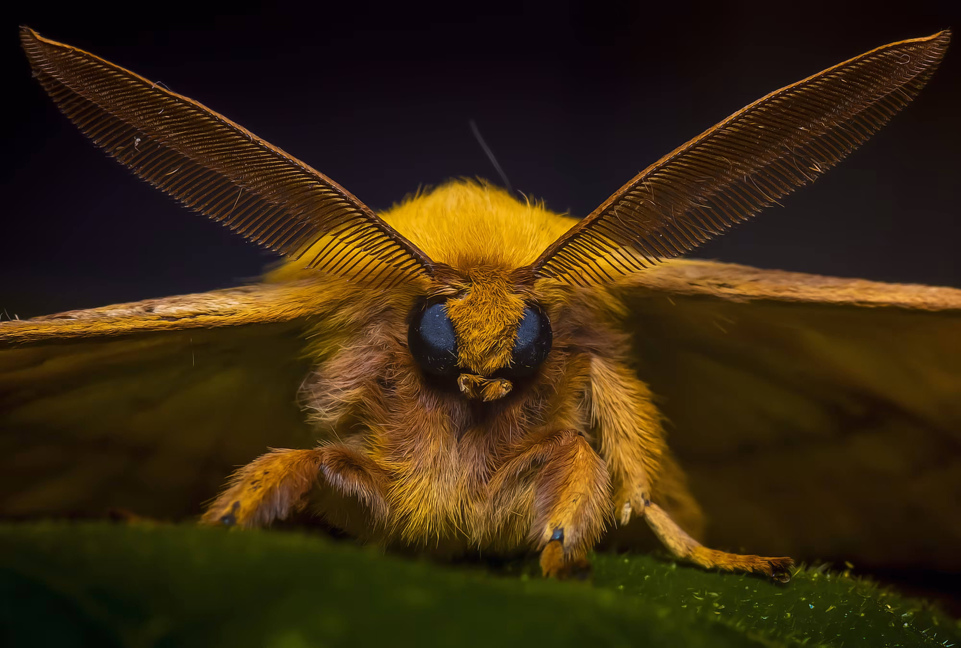 Monkey Moth