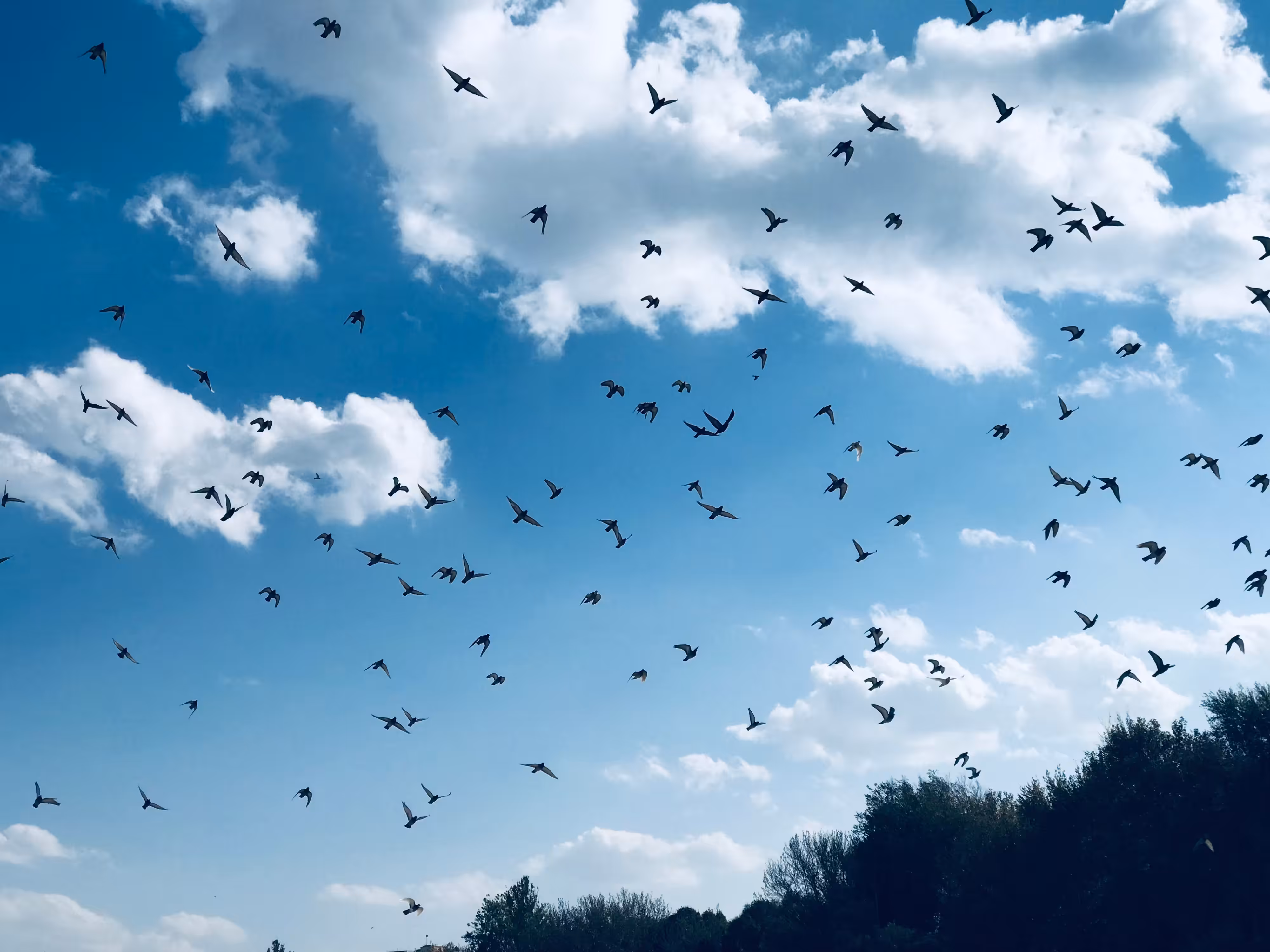 Sudden Flight