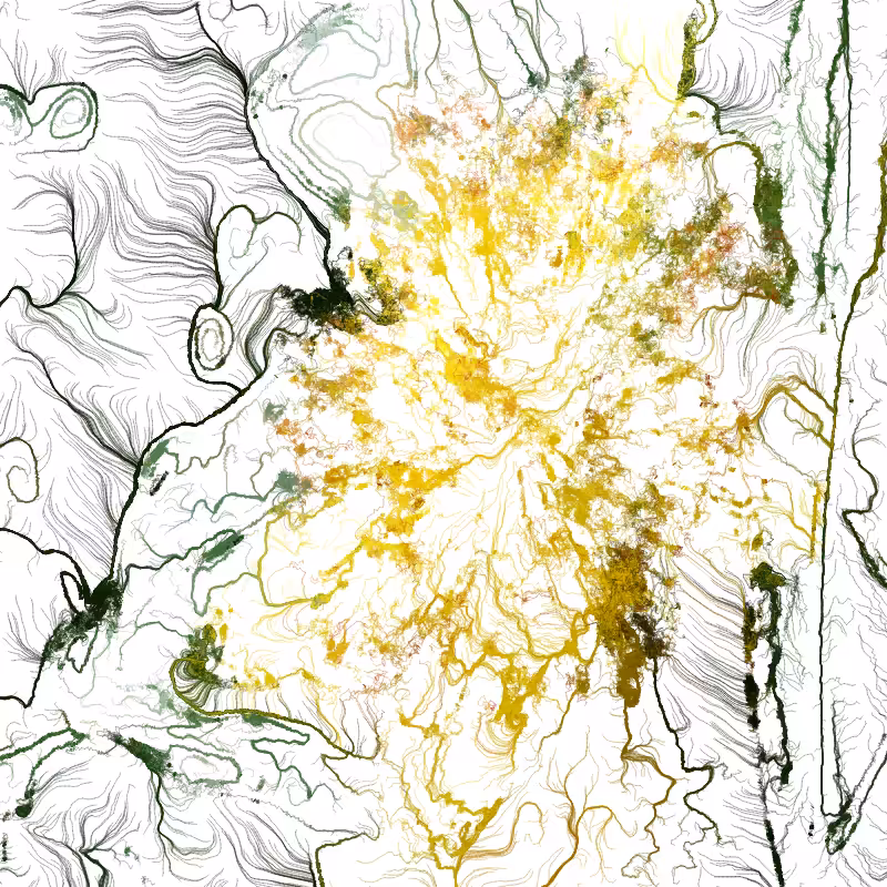 Hypericum #143