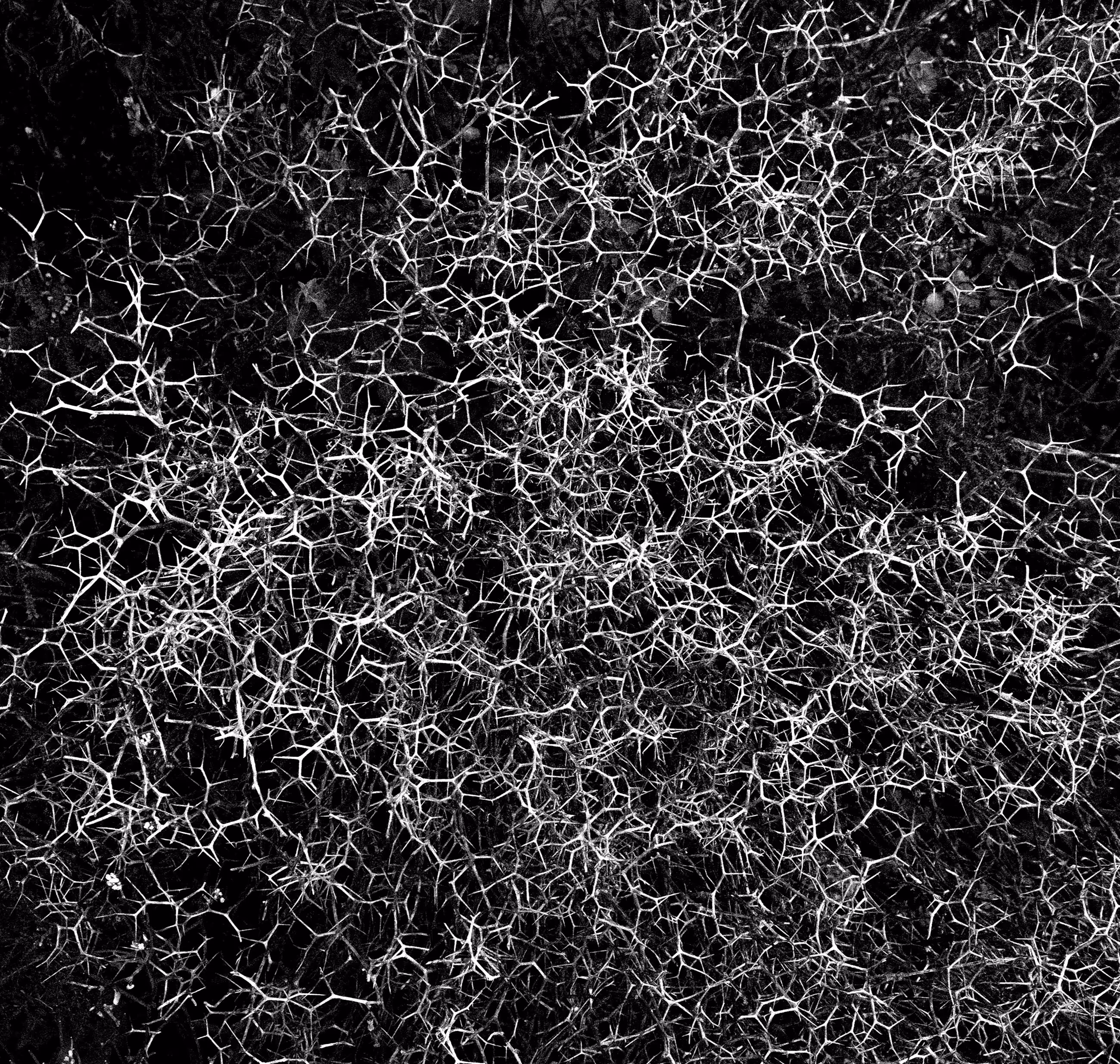 cosmic echoes
