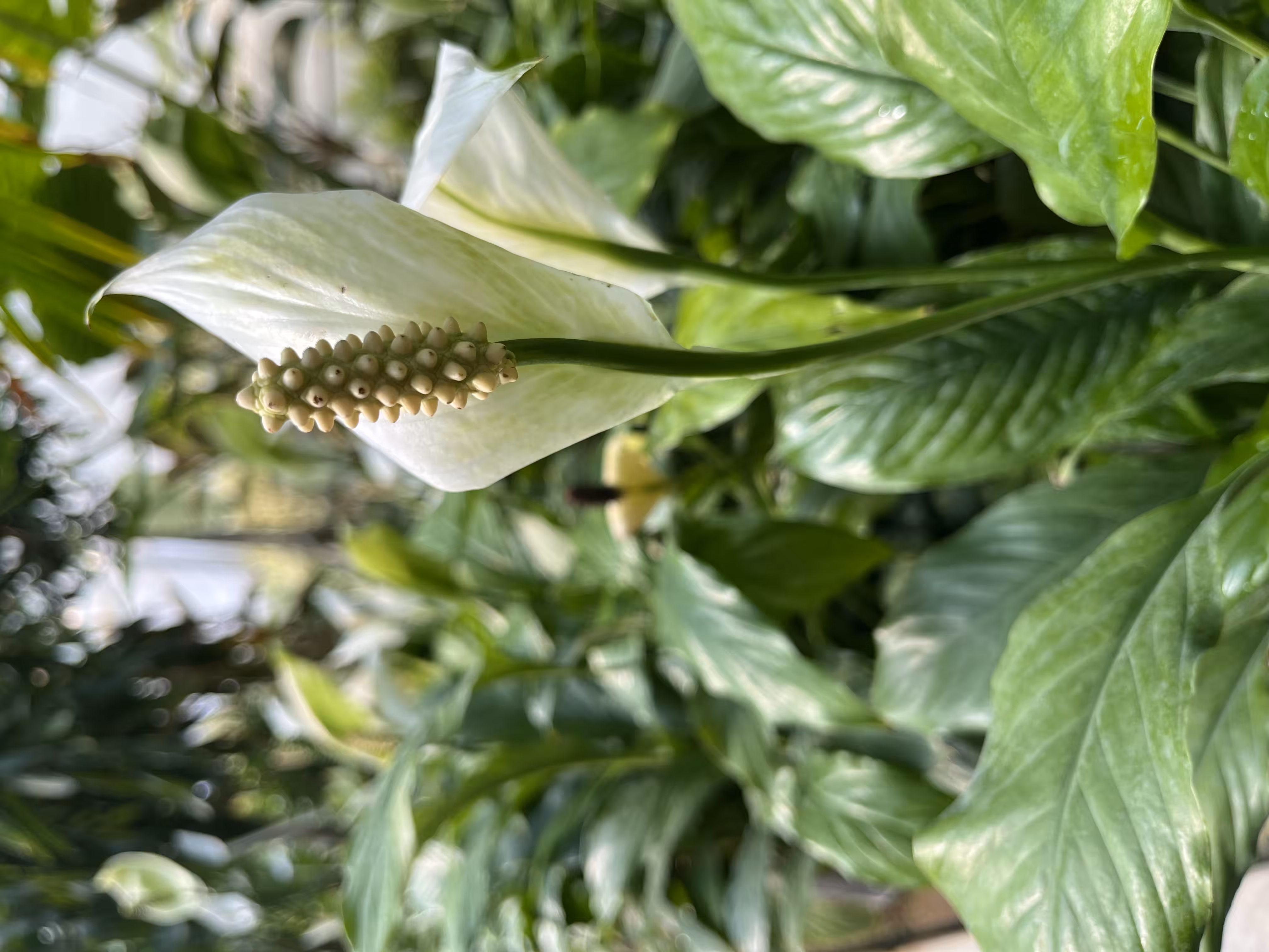Peace Lily