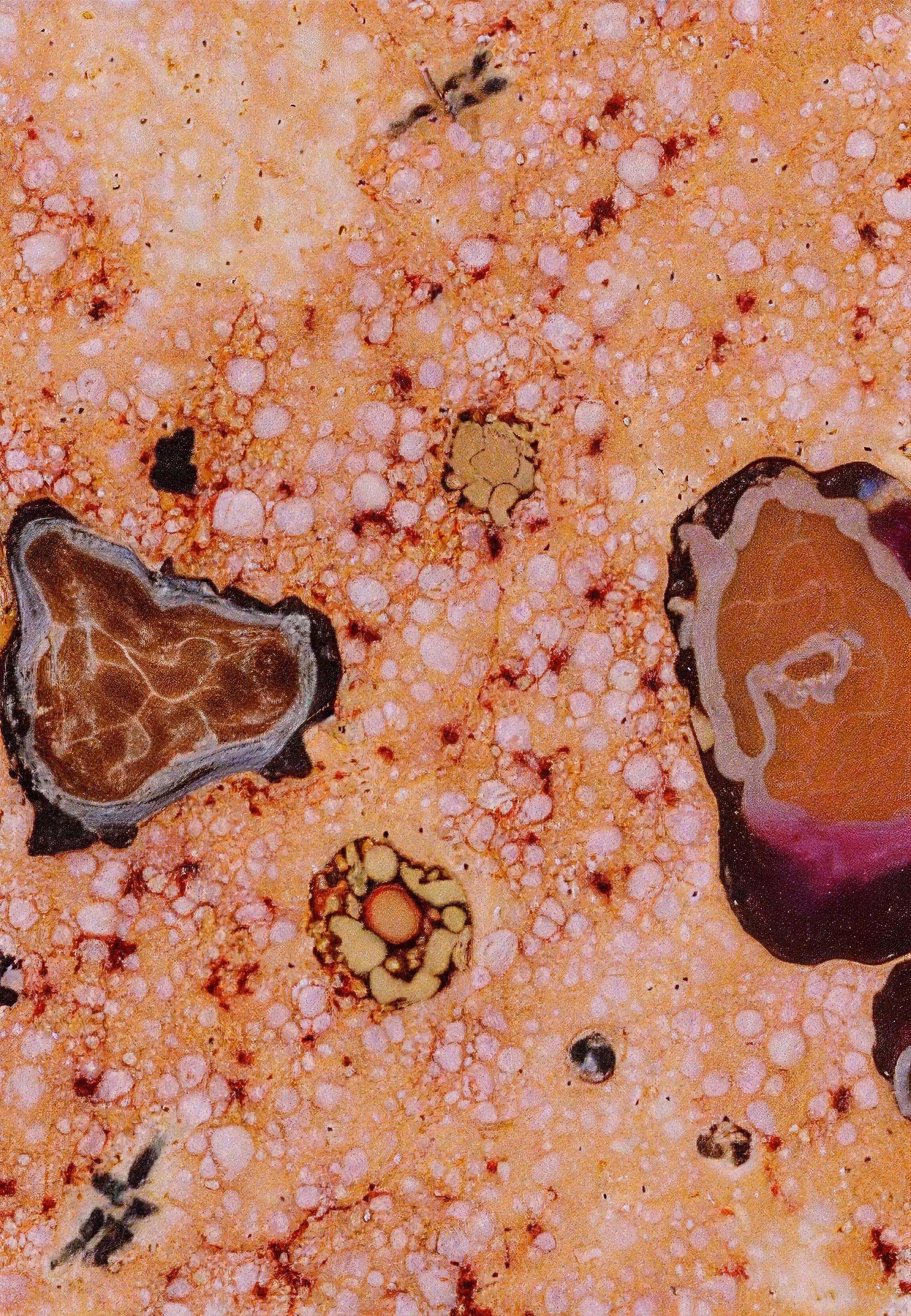 Histologia In Silico #205