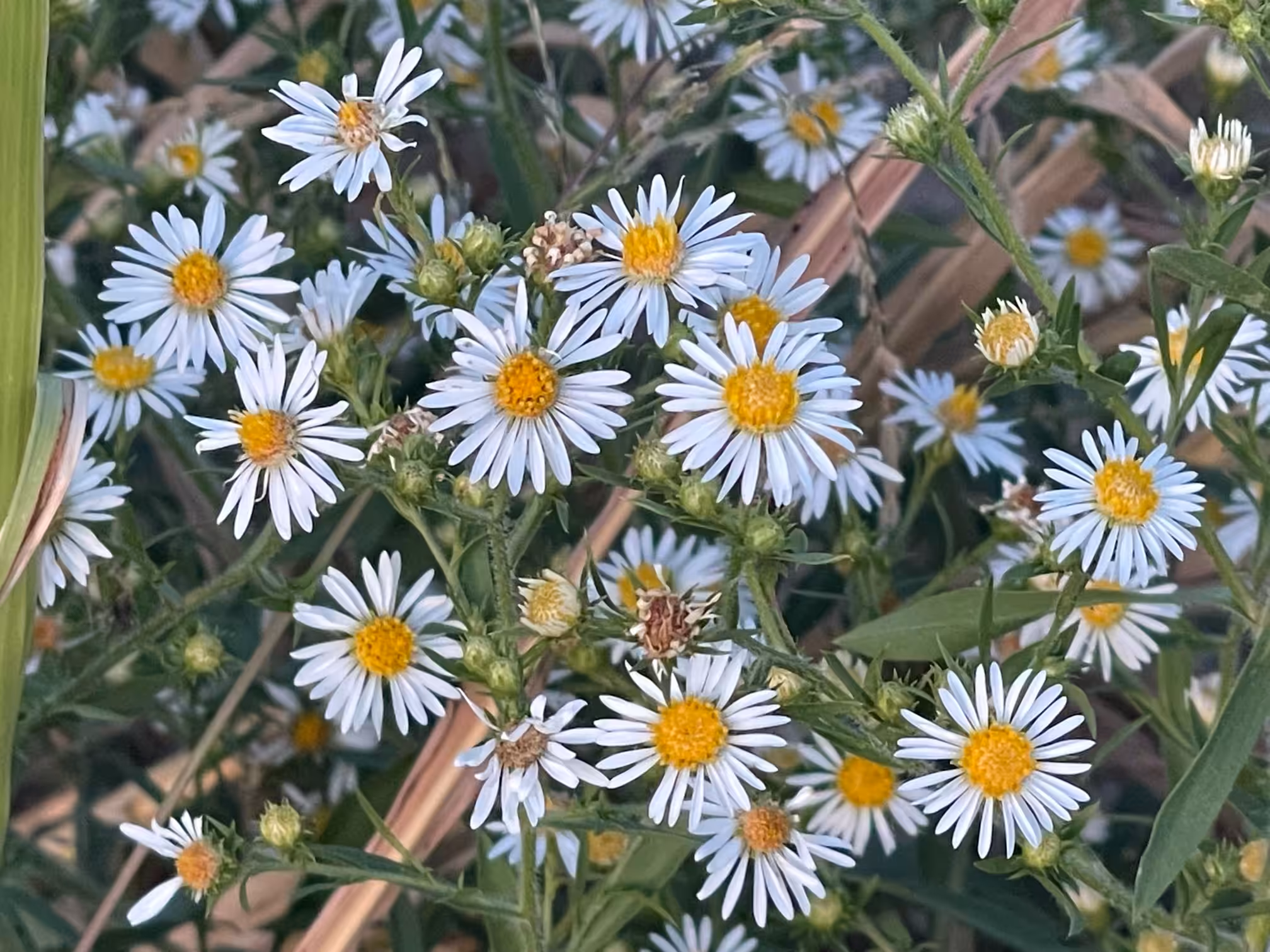 Flowers 01