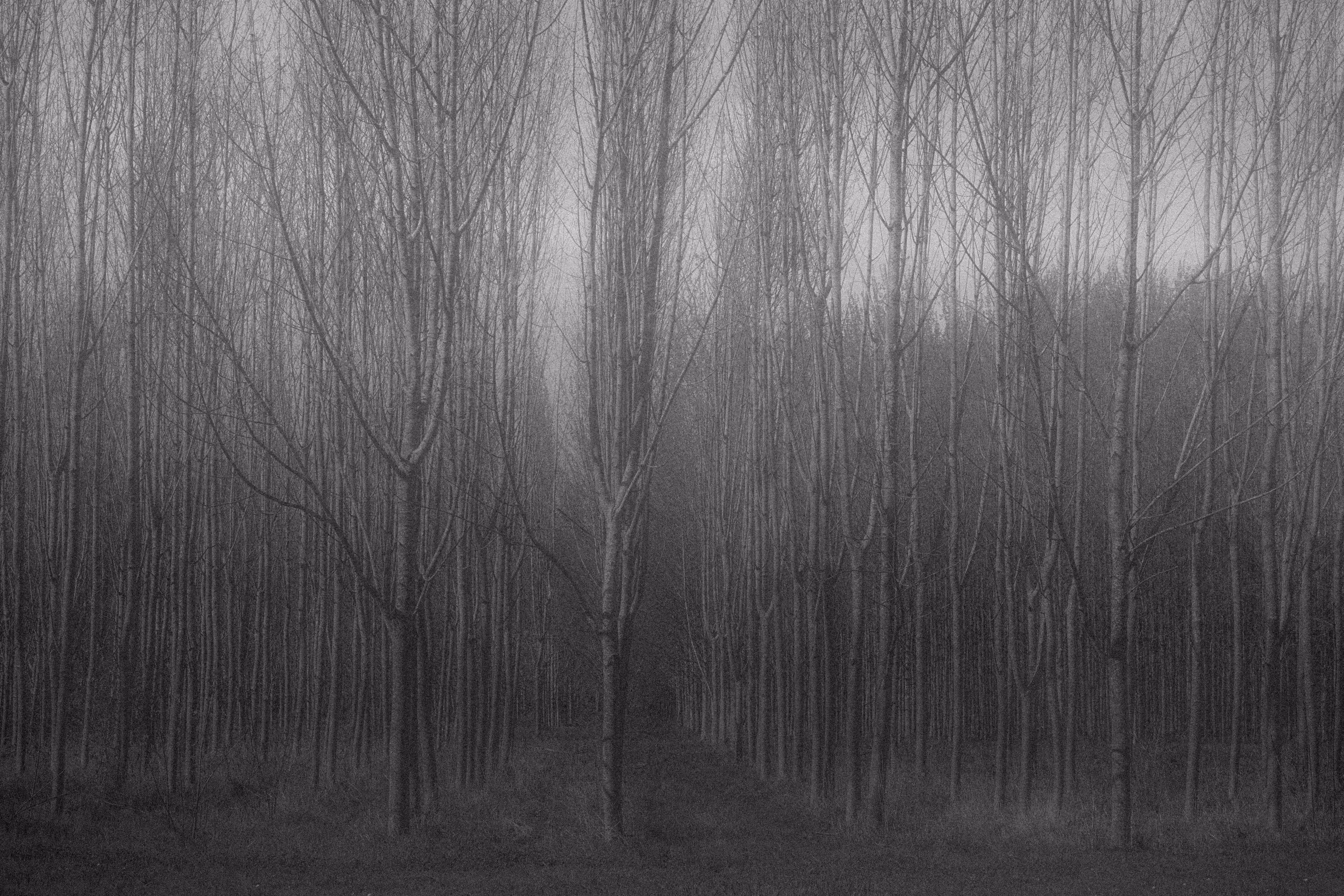 Into The Darkwoods