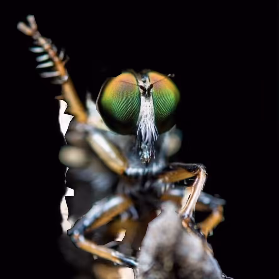 Peace Fly