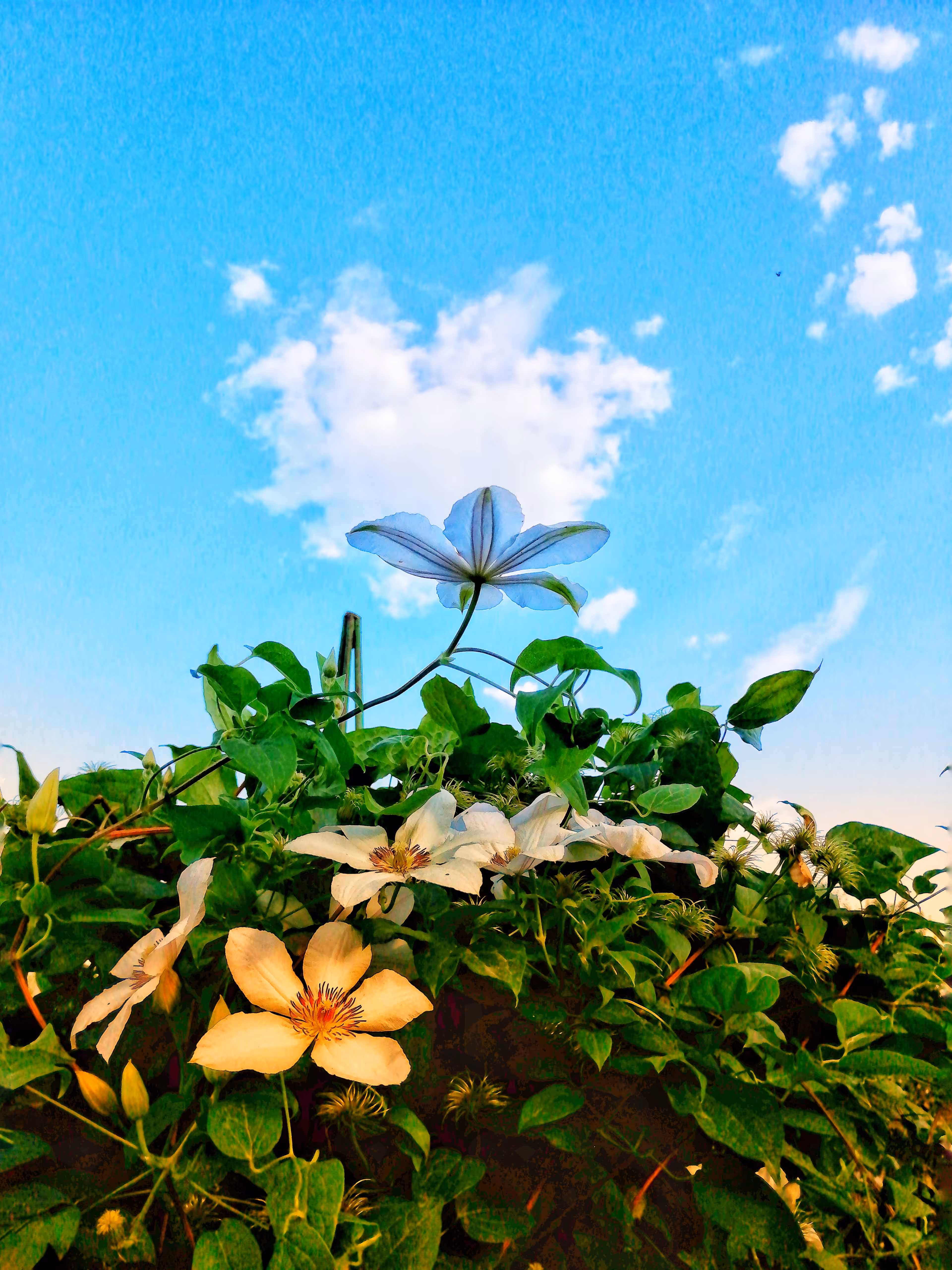 Sky Flower