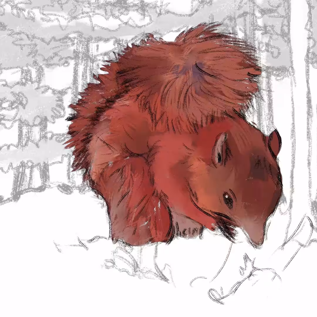 Sciurus Vulgaris