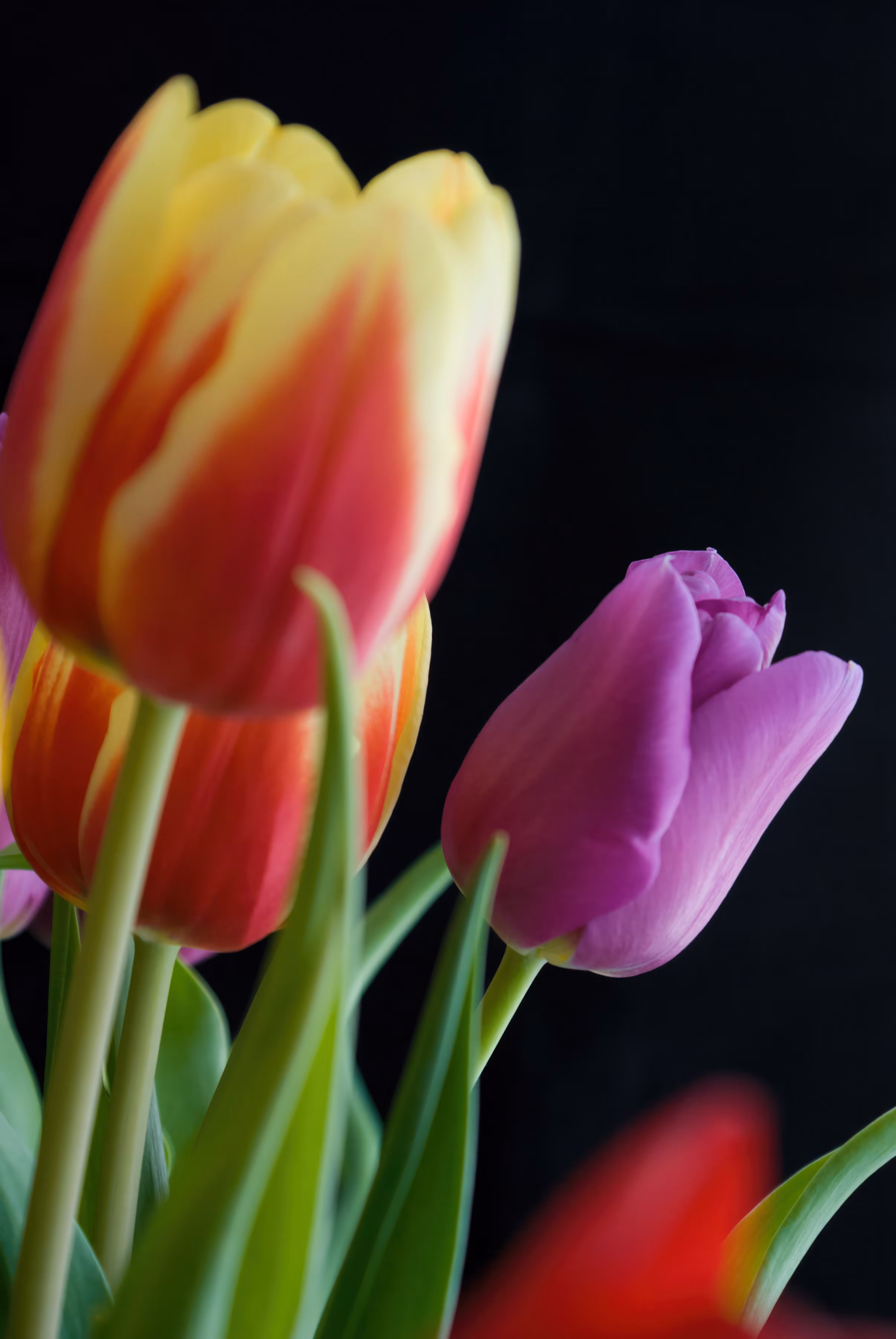 Vivid Tulips