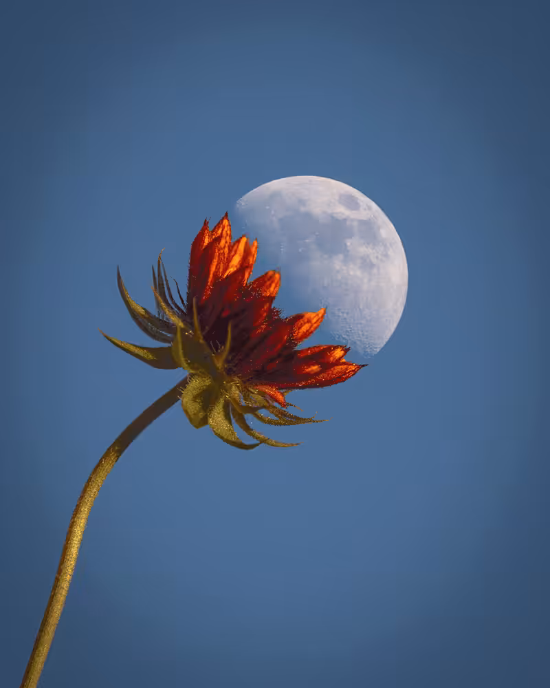 Red Sun Flower & Moon