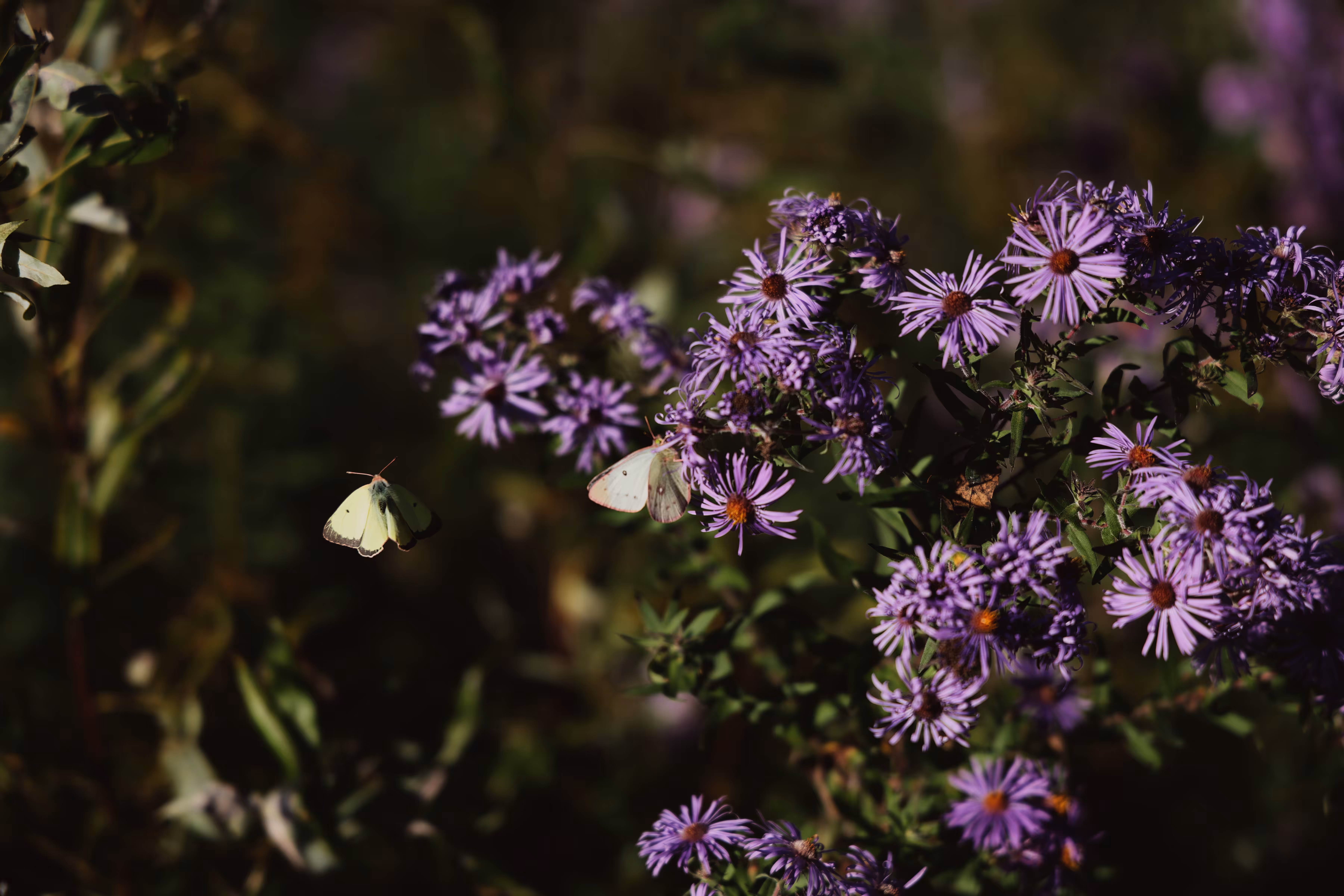 _dance of the butterflies